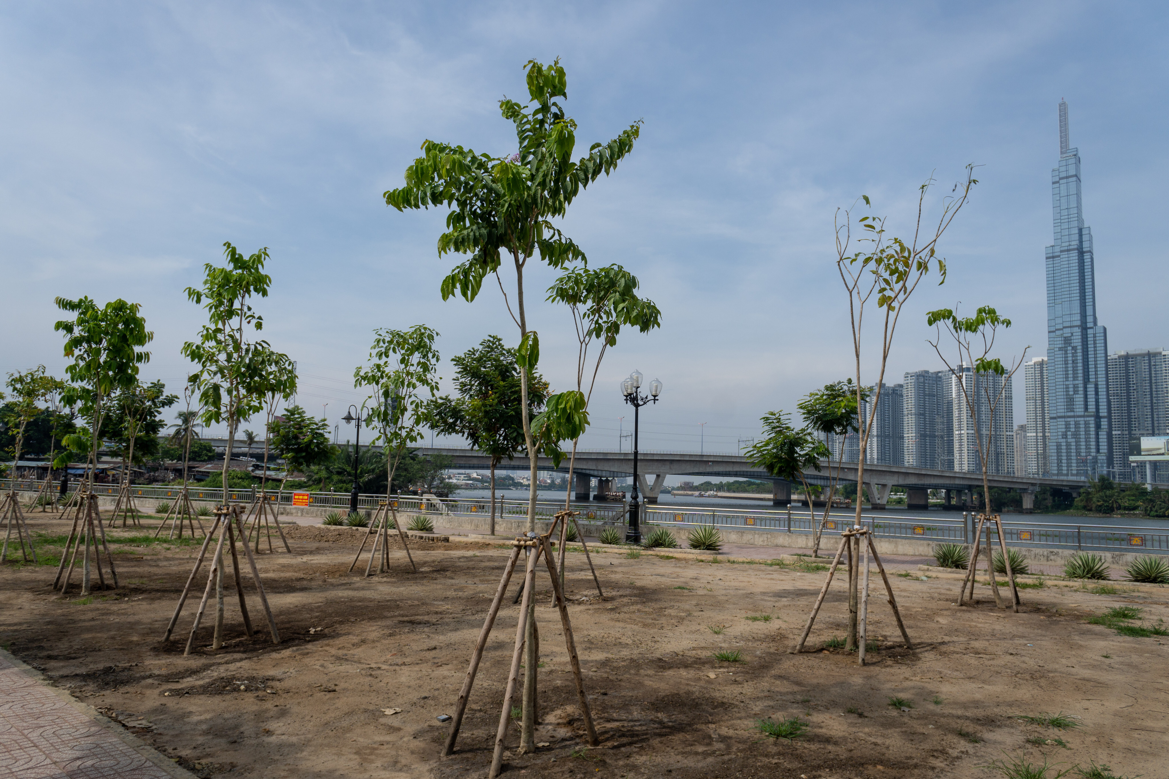 Trees planted as part of the 1 Billion Trees programme in Ho Chi Minh City. Photo: Michael Tatarski
