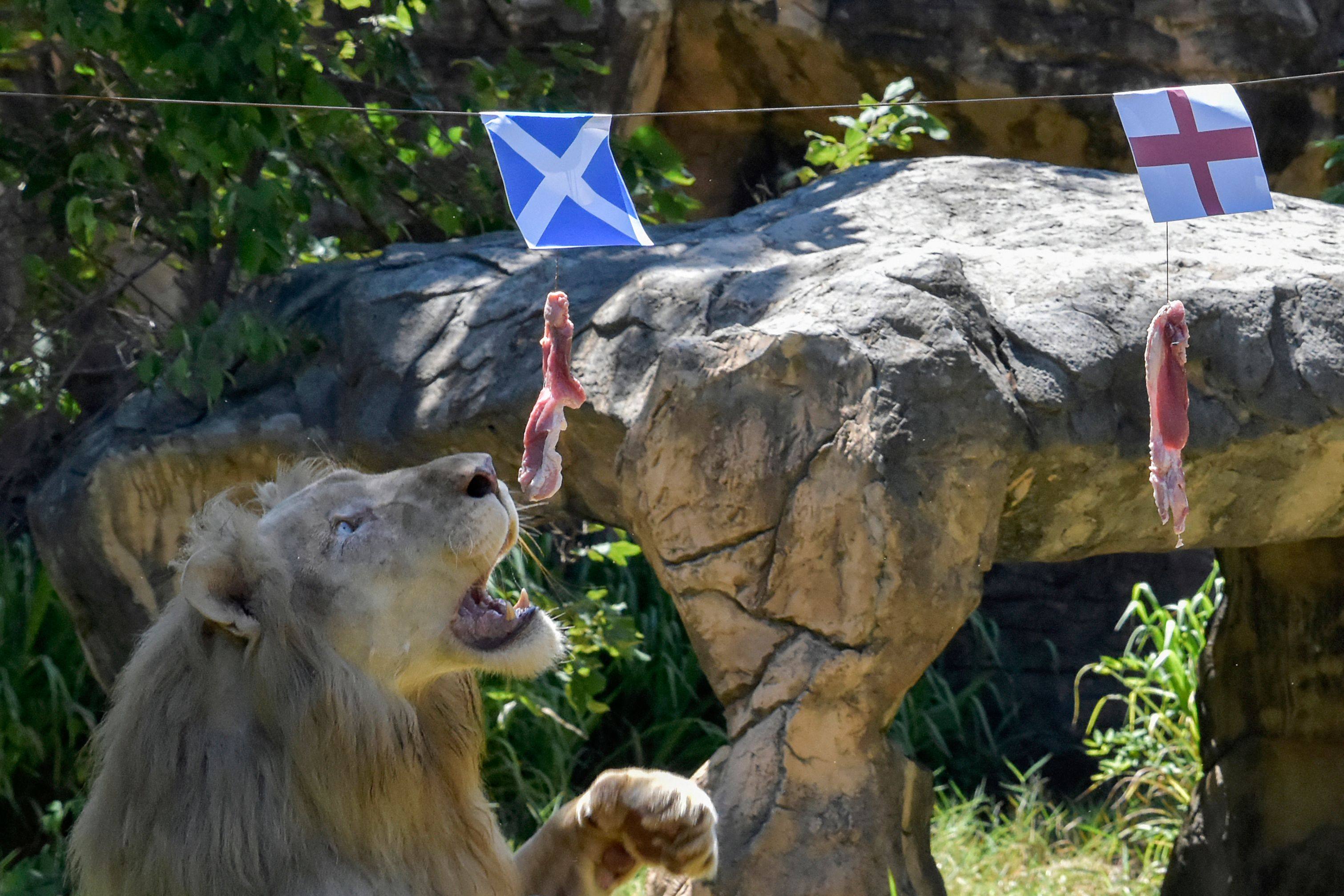 Boy, a five-year-old white lion, lunges at a piece of meat hanging under the flag of Scotland, instead of the piece under the England flag at Khon Kaen Zoo in Khon Kaen, northeast Thailand on Friday. Photo:  AFP