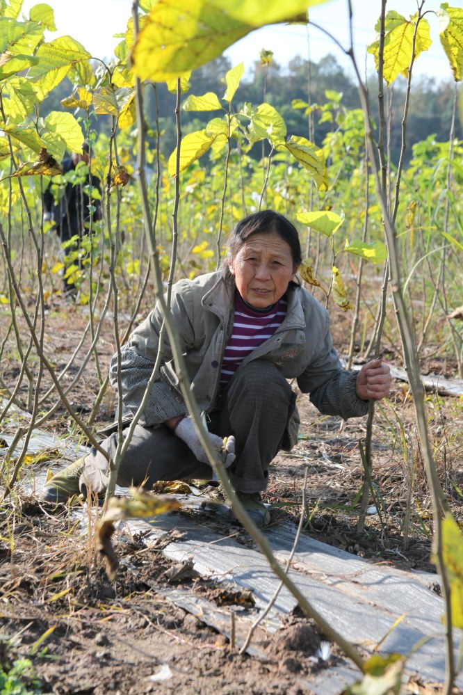 A worker at the Bombyx farm in China. Silkworms feed on the leaves of mulberry trees.