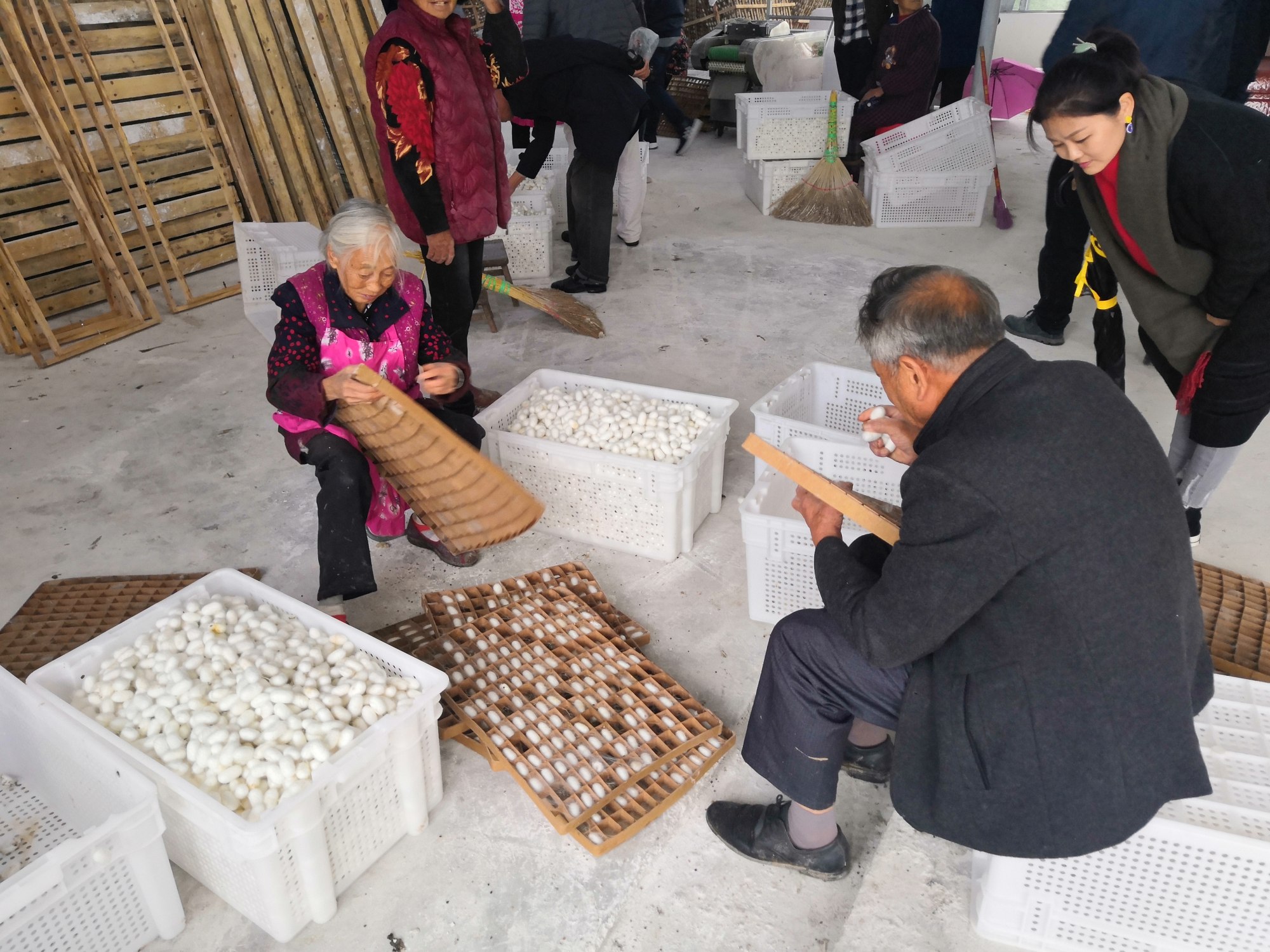 Before Bombyx arrived, the local farmers sold silk cocoons to a range of buyers, for the best prices they could get. 