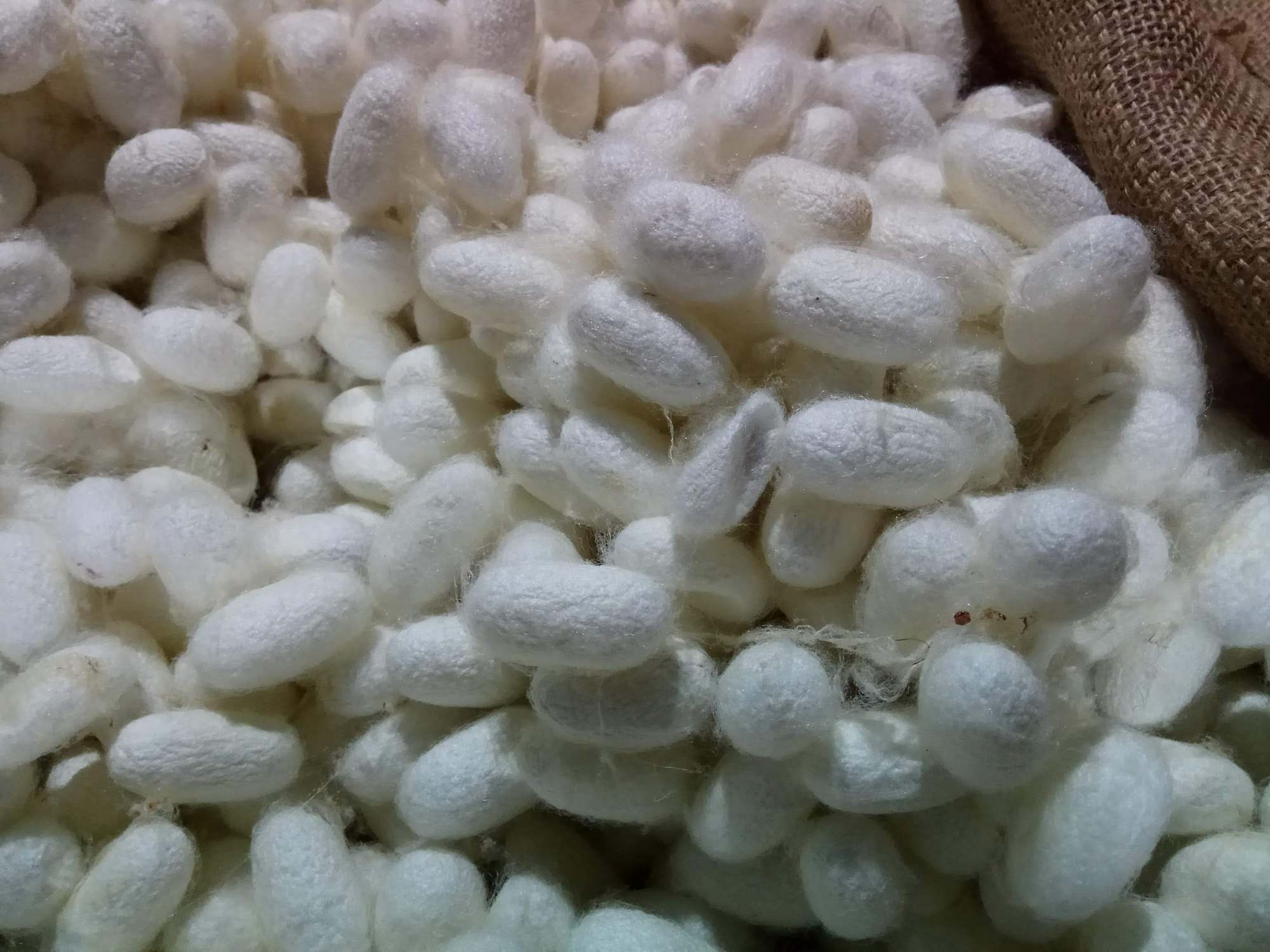 Silkworm cocoons are processed at the Bombyx factory in China. 