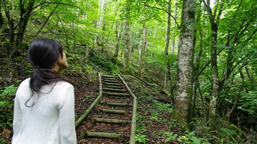 Shinrin-yoku, or forest bathing, is a popular wellness experience in Japan. Photo: JNTO