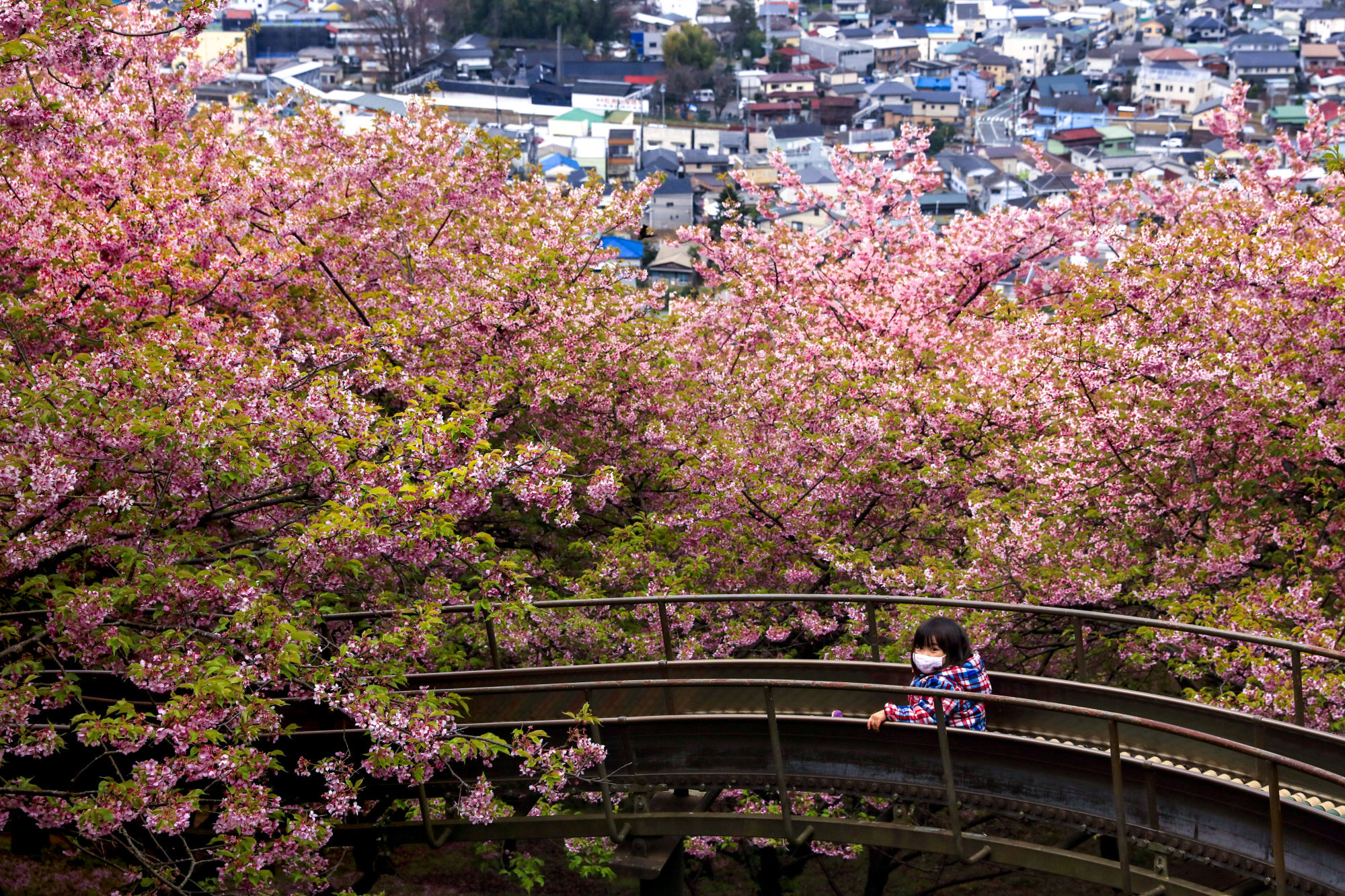 A girl wearing a mask rides a slide during a cherry blossom festival in Matsuda, Kanagawa Prefecture, in February 2020. In 2019, 31.9 million foreign visitors entered Japan – setting a record for the seventh consecutive year. Photo: AP