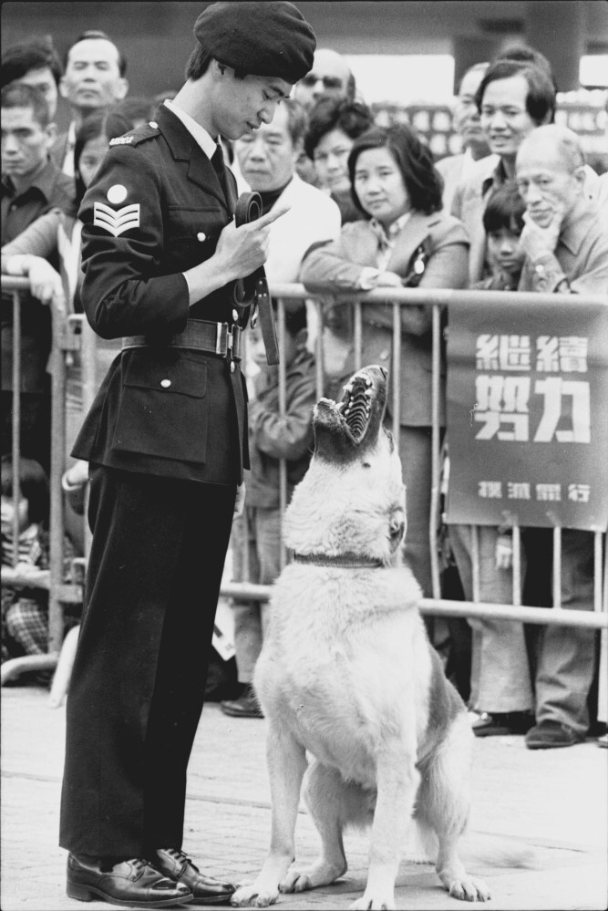 A police dog and trainer at the Fight Violent Crime exhibition at Edinburgh Place, Central, in 1977. Photo: SCMP