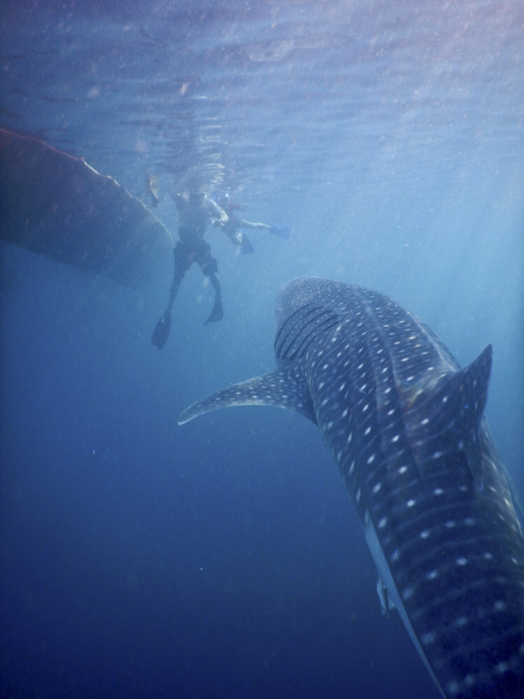 The best place to swim with whale sharks? Saleh Bay, in Indonesia’s ...