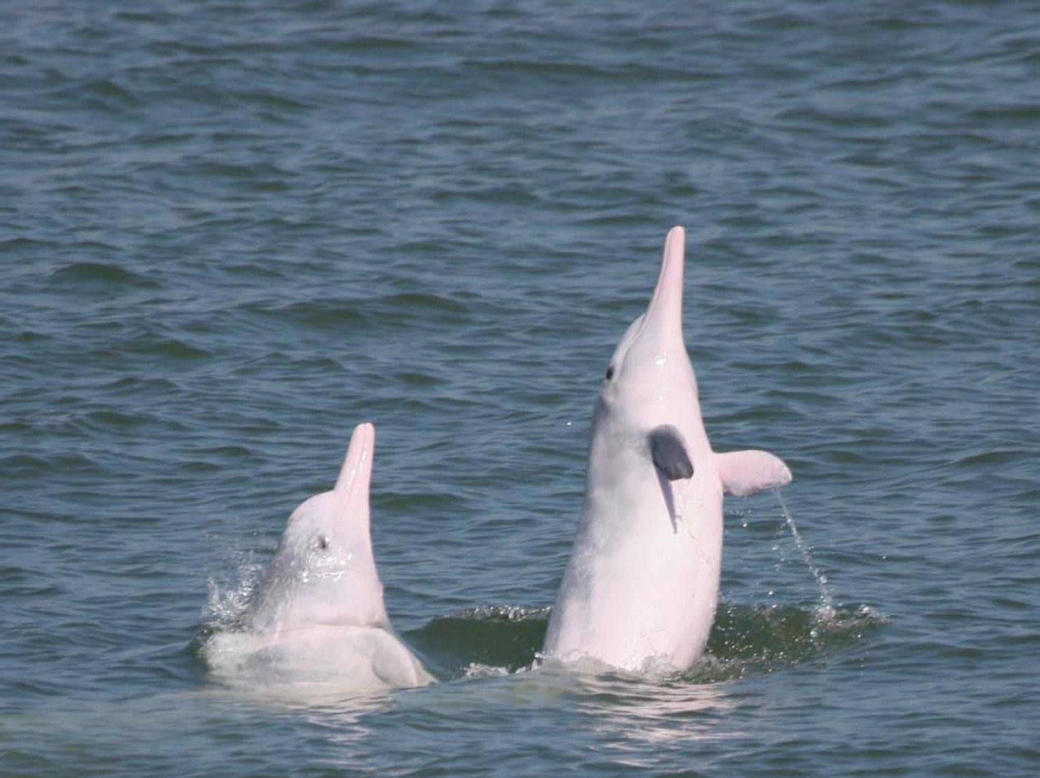 Chinese white dolphins displaying breaching and spy-hopping behaviours in the waters off Hong Kong, where ocean noise pollution threatens their survival. Photo: Hong Kong Dolphin Conservation Society