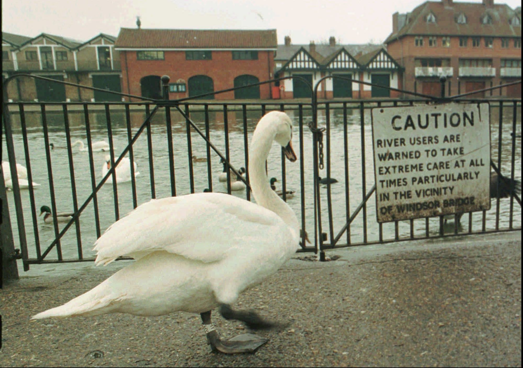 The annual Swan Upping ceremony counts swans along the River Thames where royal servants and permitted owners catch swans, check them for marks, and release them. Photo: AP Photo