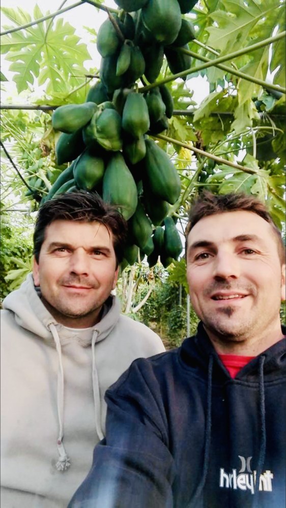 Farmers Rosolino Palazzolo (right) and his brother under a papaya tree. Photo: The Palazzolo family