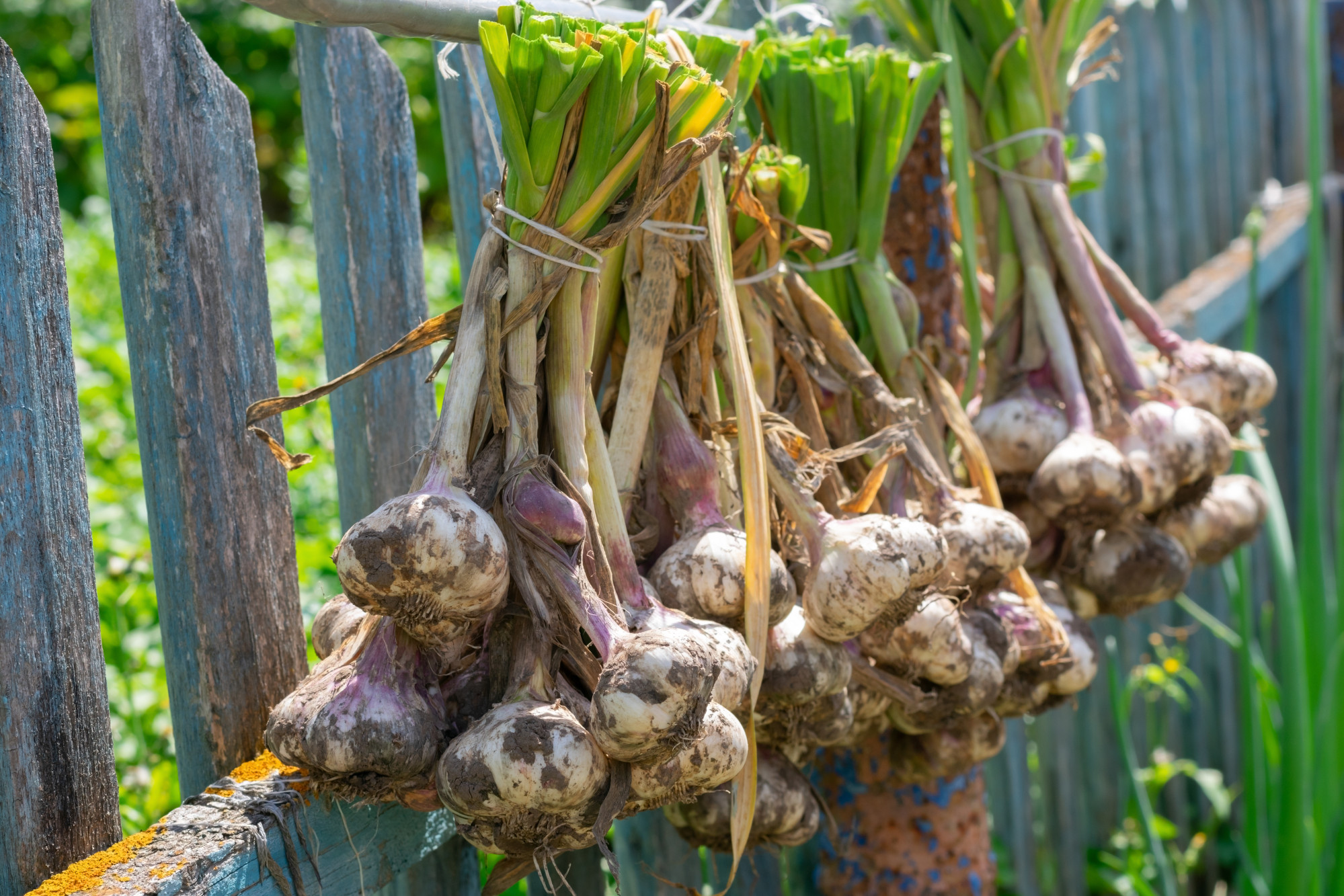 People have eaten garlic for its medicinal properties for thousands of years. Photo: Shutterstock