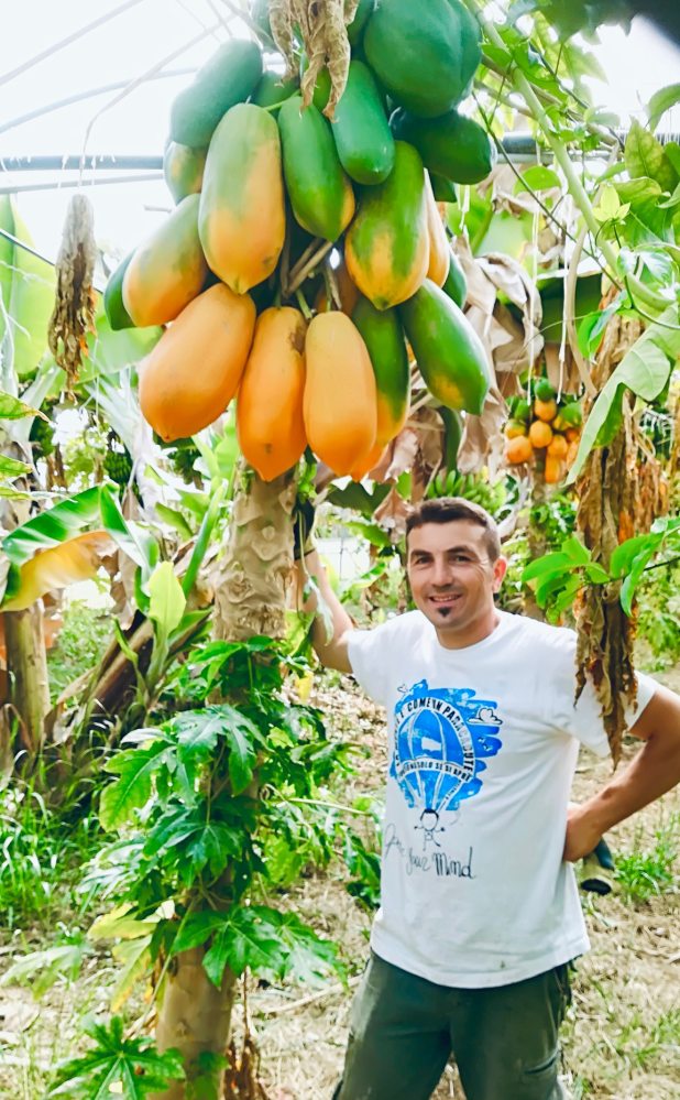 Rosolino Palazzolo says he uses natural herb remedies instead of pesticides on his trees. Photo: The Palazzolo family