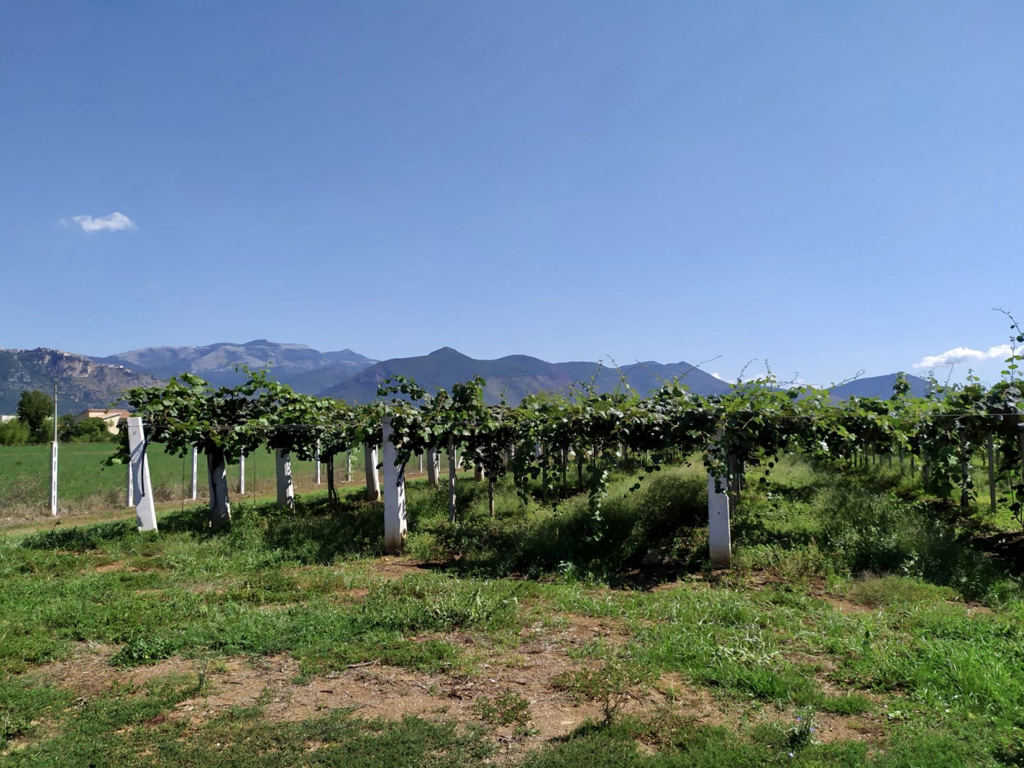 A kiwi plantation in the south of Rome. Photo: Silvia Marchetti