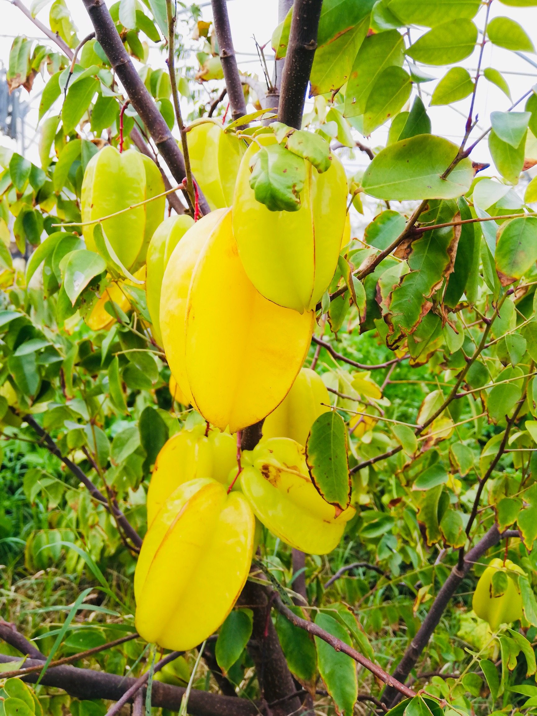 An increasing amount of European farmland is being dedicated to the growth of tropical fruit – like this star fruit. Photo: Silvia Marchetti