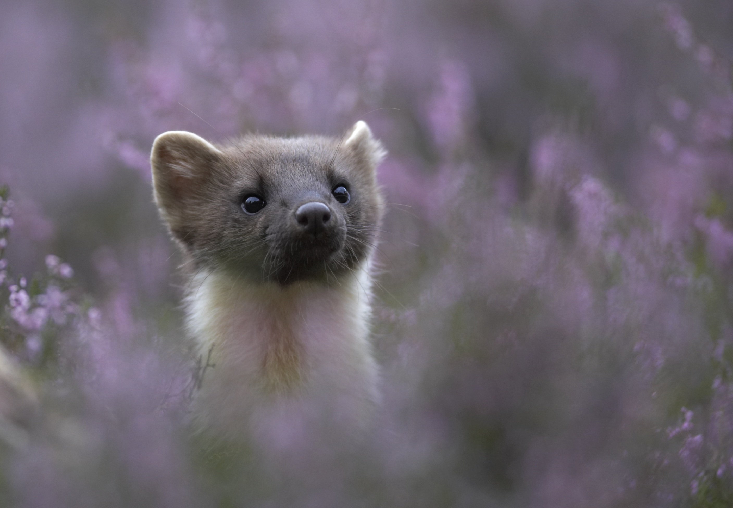 A pine marten at the Alladale Wilderness Reserve, in the Scottish Highlands. Photo: Alladale Wilderness Reserve