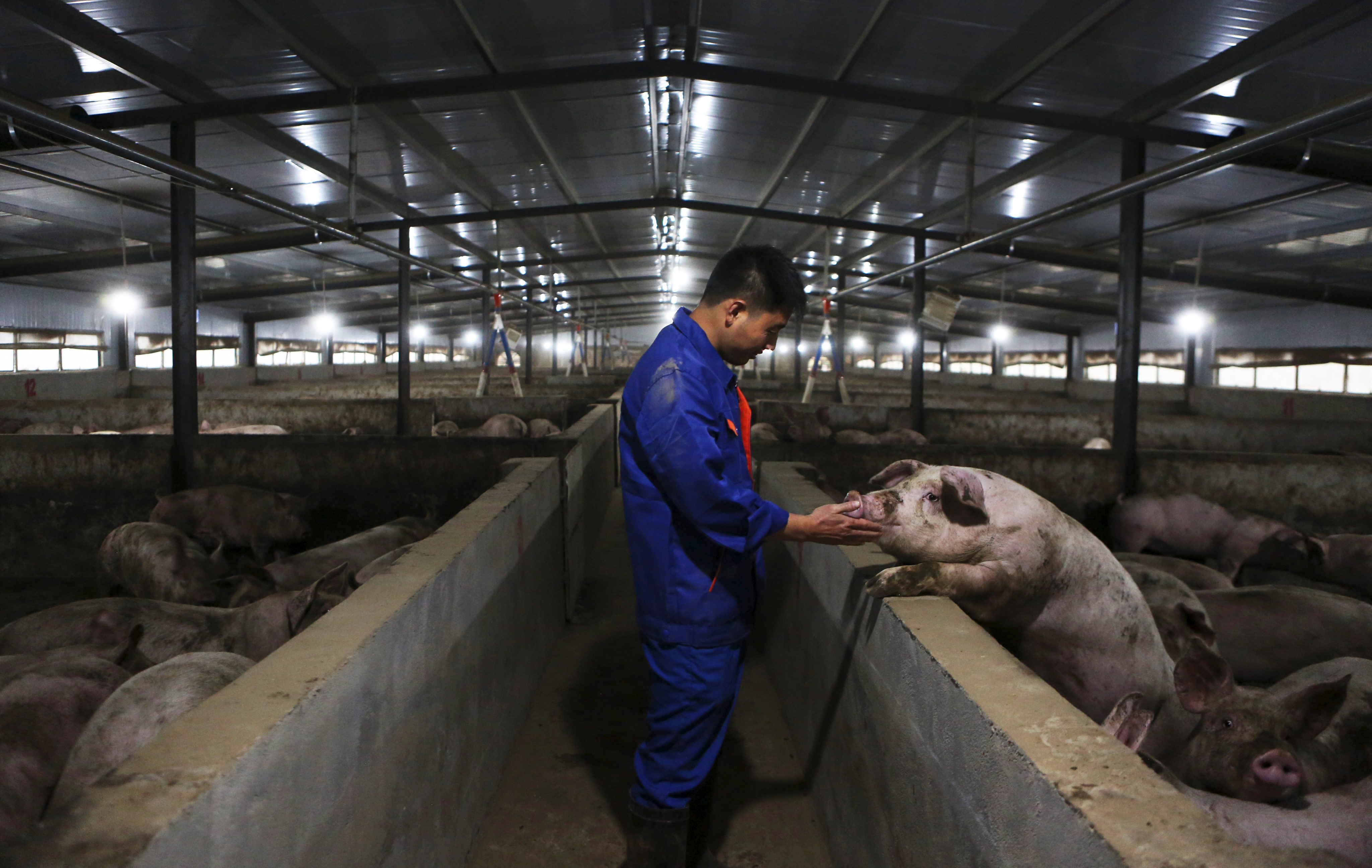 A staff member checks a pig’s condition at a farm in Zhongjiang county, southwest China’s Sichuan province, on November 28, 2019. Photo: Xinhua