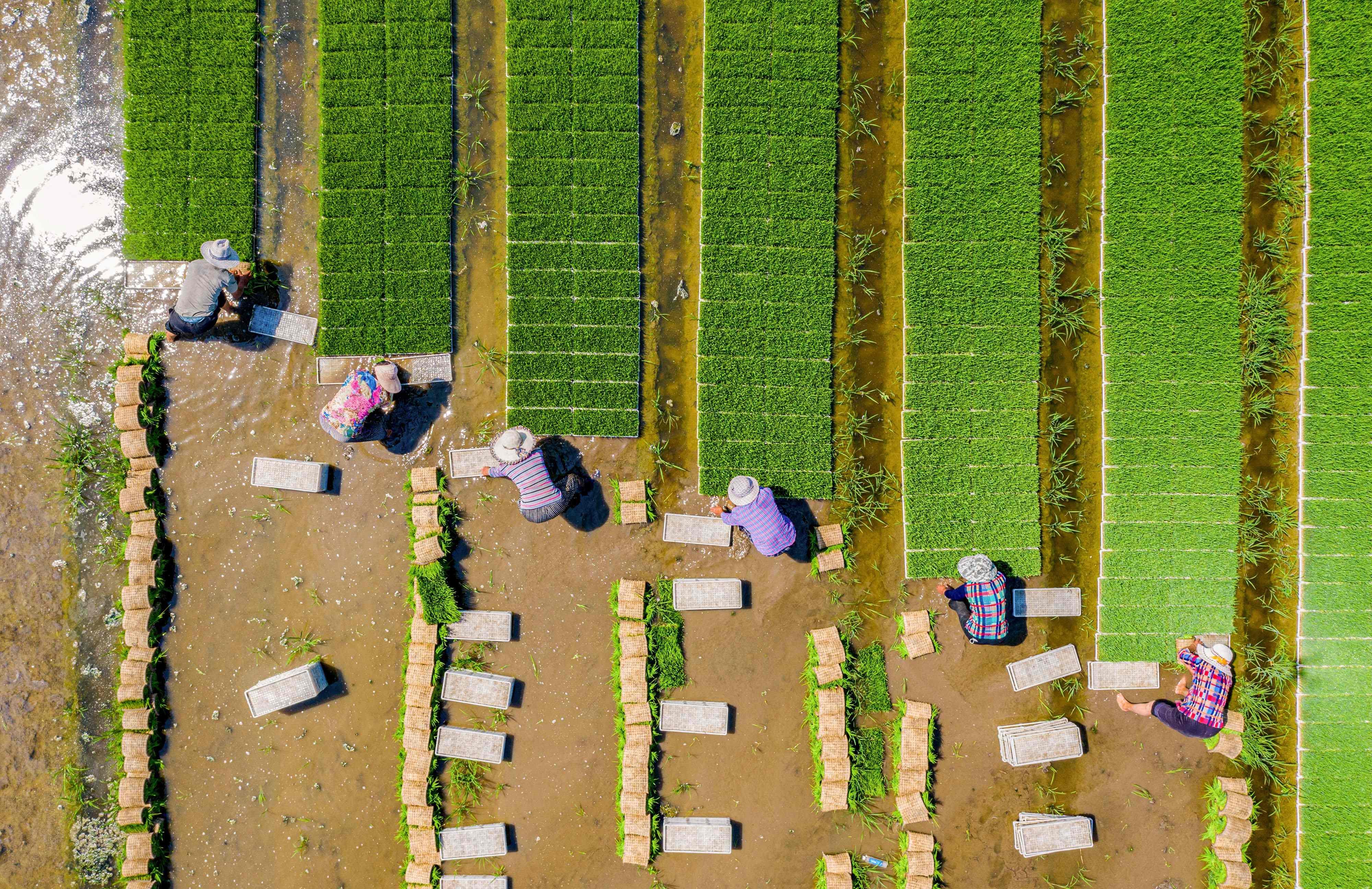 An aerial view of farmers planting rice in a paddy in Hai’an in Jiangsu province. Despite concerns about an ageing population, China has a sizeable rural workforce that can migrate into modern sectors and help offset a potential labour shortage. Photo: AFP 