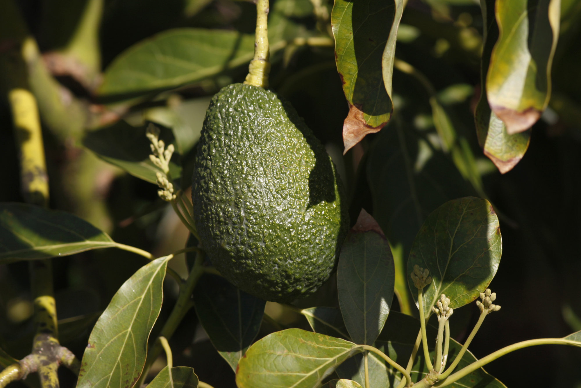 Huge amounts of water are needed to grow avocados. Photo: Getty Images