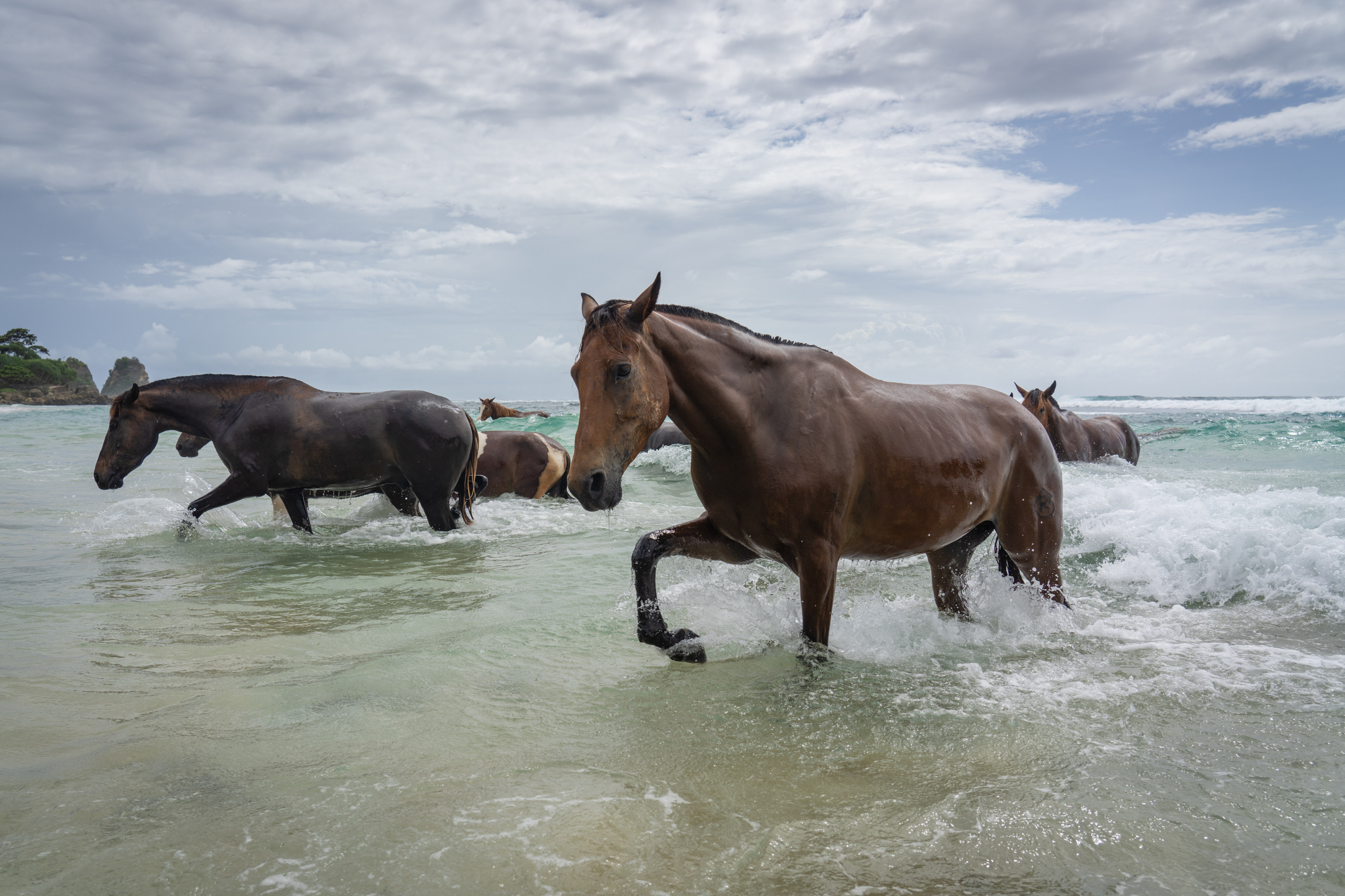 Sumba horses gallop from the Indian Ocean back towards the beach at Nihi Sumba. The Indonesian resort drew local Instagram influencers who swam with the horses, opening a new market. Now domestic travel is banned to curb the spread of coronavirus. Photo: Getty Images