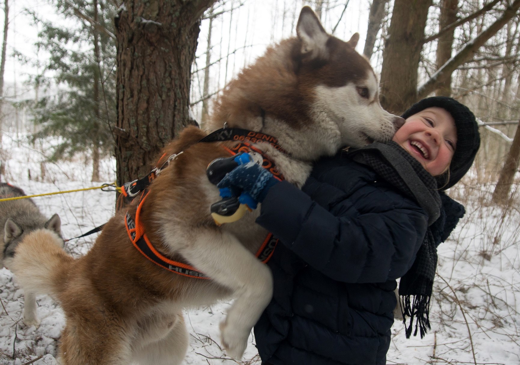 A boy hugs a dog at a sled dog festival in Belarus. Photo: Getty Images