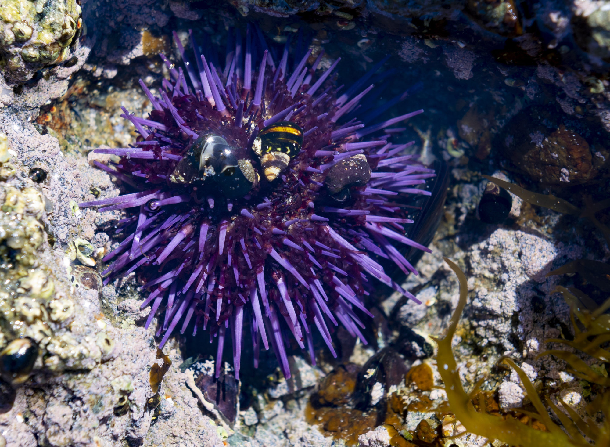 A purple sea urchin at Crescent Bay in Laguna Beach, California. Photo: Getty Images