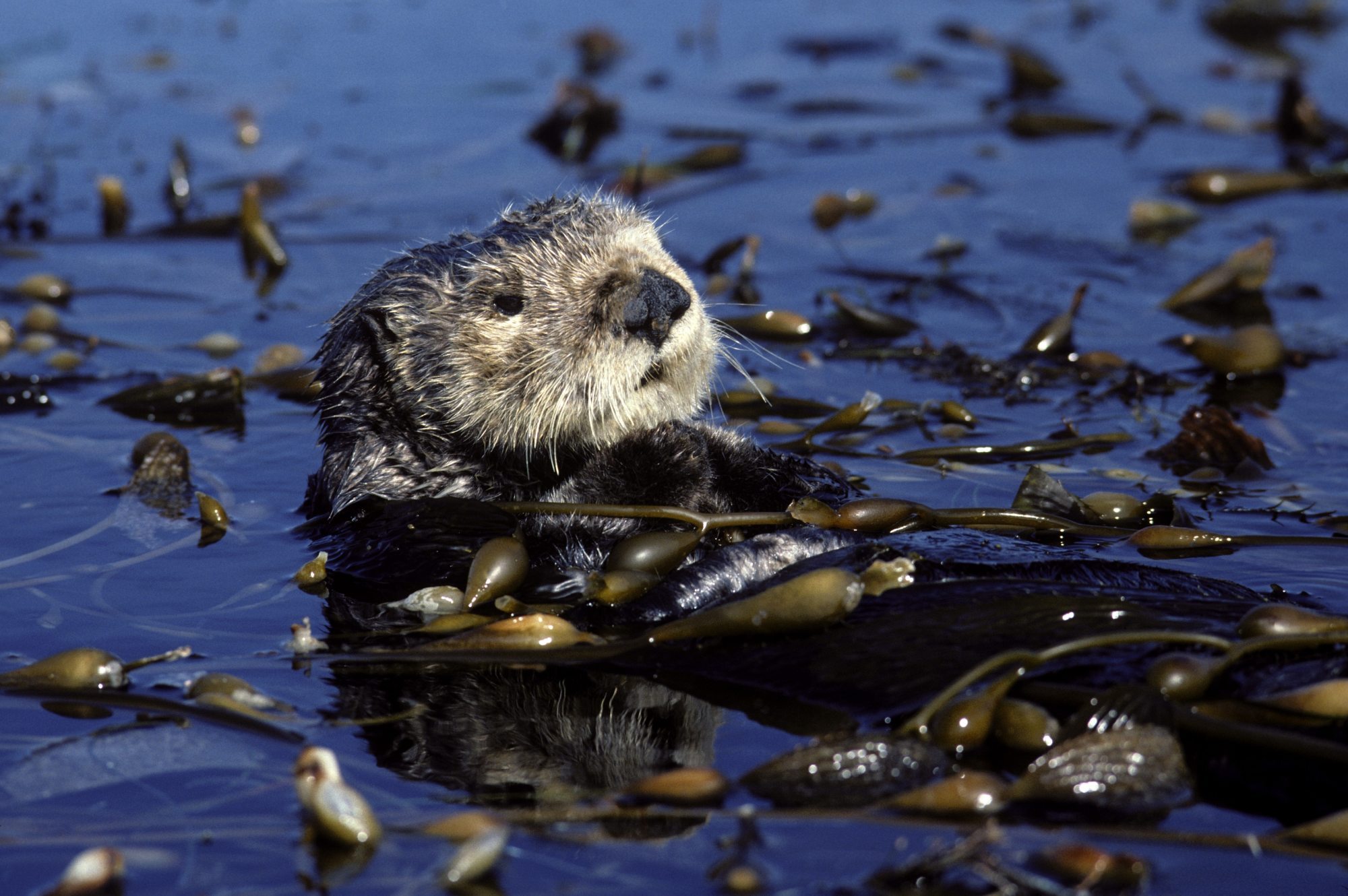 A sea otter rests in a kelp bed in Monterey Bay, California. Photo: Getty Images
