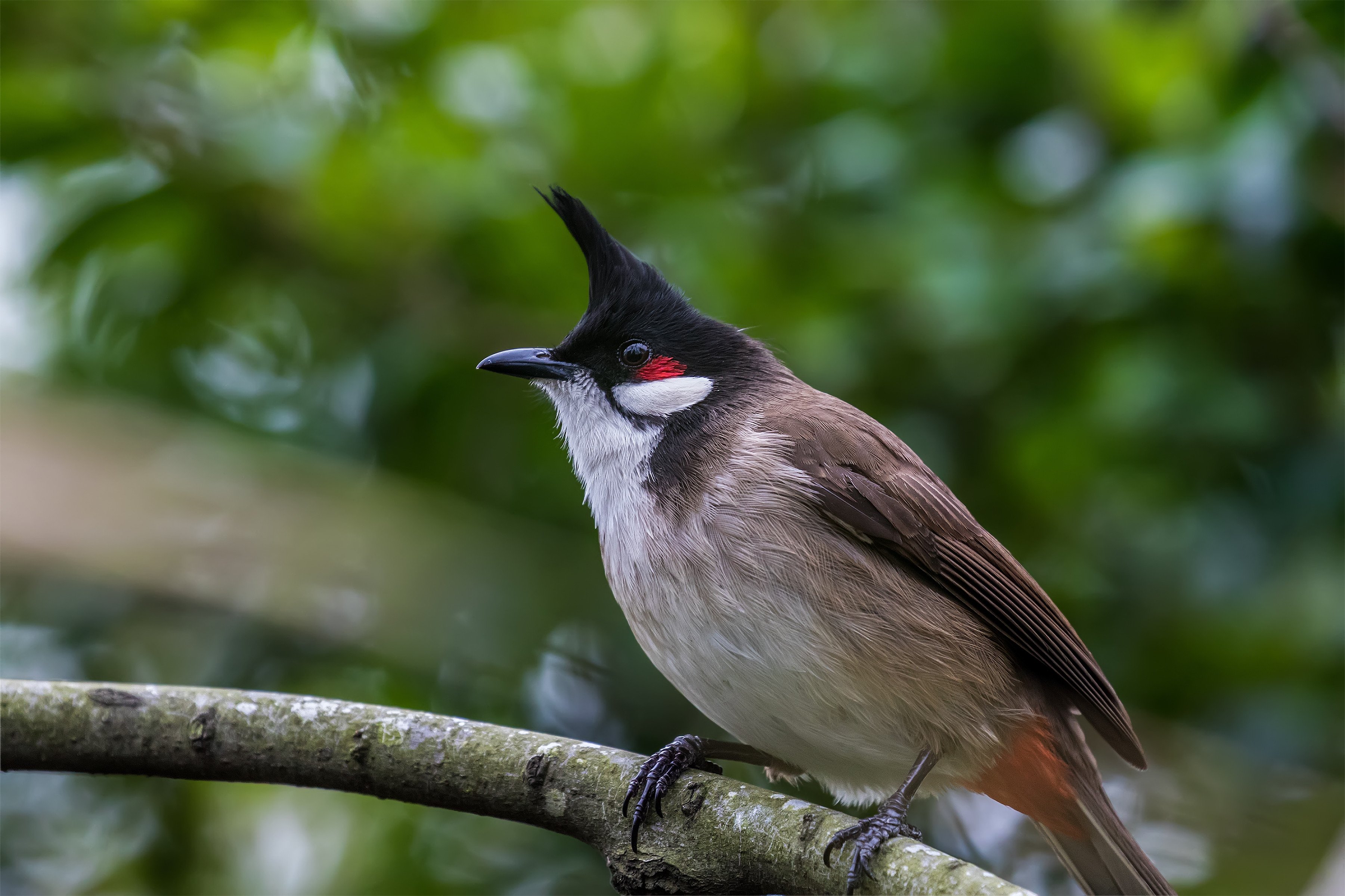 Birdwatchers, listen up: an animal expert explains the meaning behind the  calls and songs of Hong Kong birds - YP | South China Morning Post