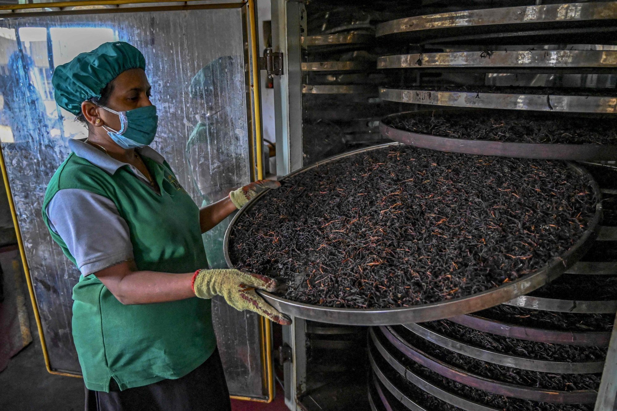 A tea plantation worker in Ratnapura. Photo: AFP