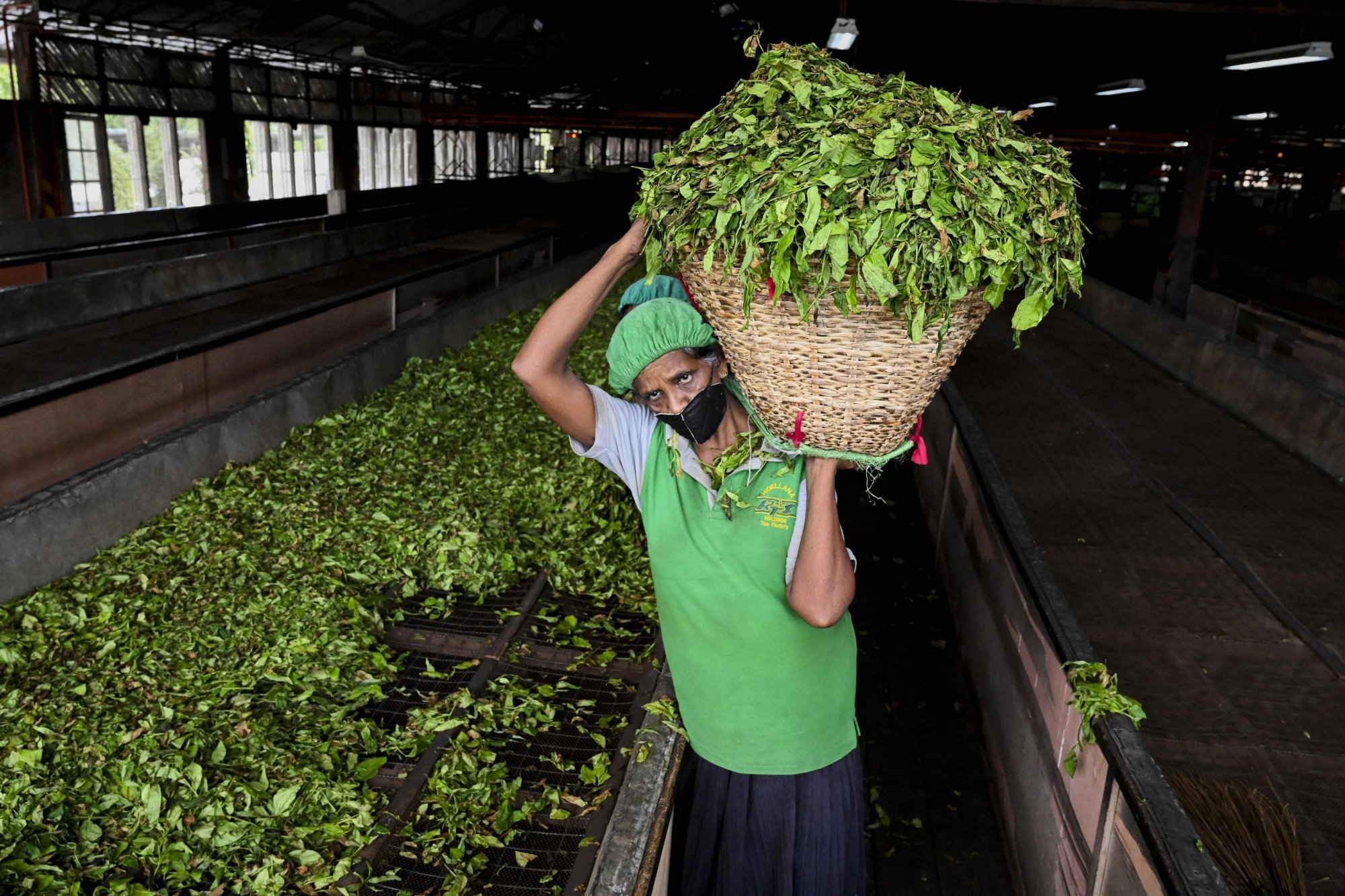 A labourer works at a tea plantation in Ratnapura. Photo: AFP