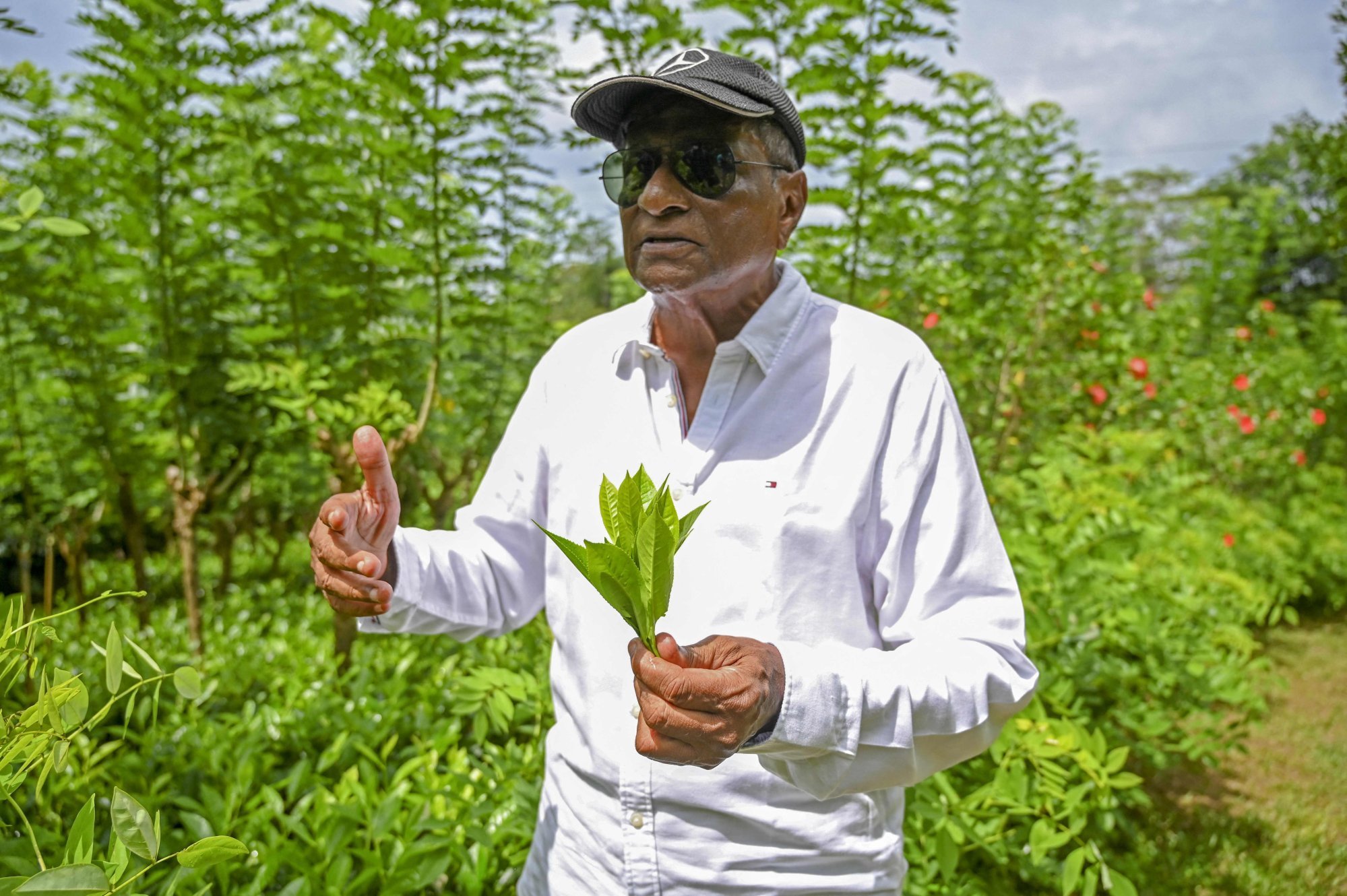 Master tea maker Herman Gunaratne at the Virgin White tea plantation in Ahangama, Sri Lanka. He fears the worst for the Sri Lankan tea industry. Photo: AFP 