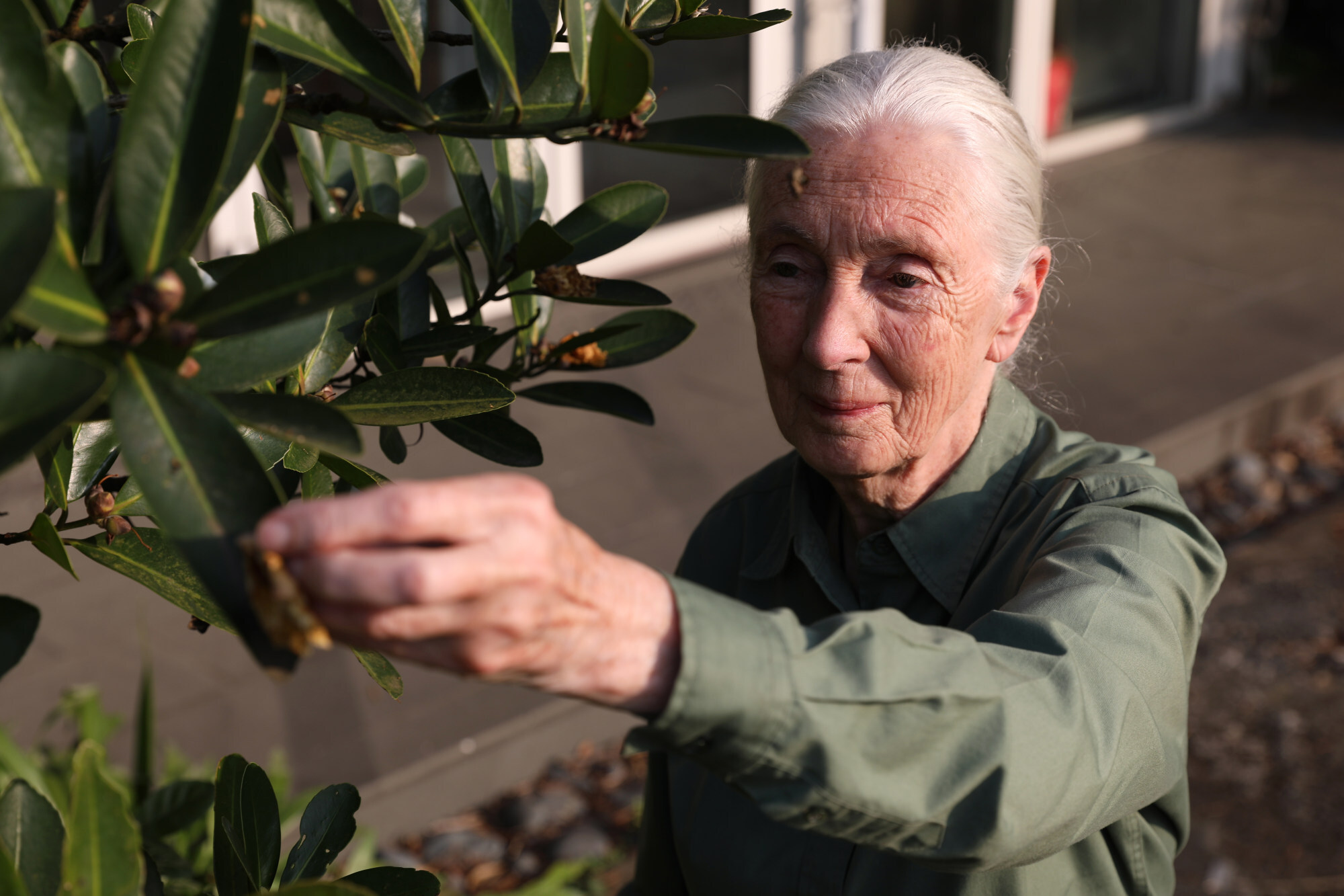 British conservationist Jane Goodall is interviewed for the book. Photo: Nora Tam