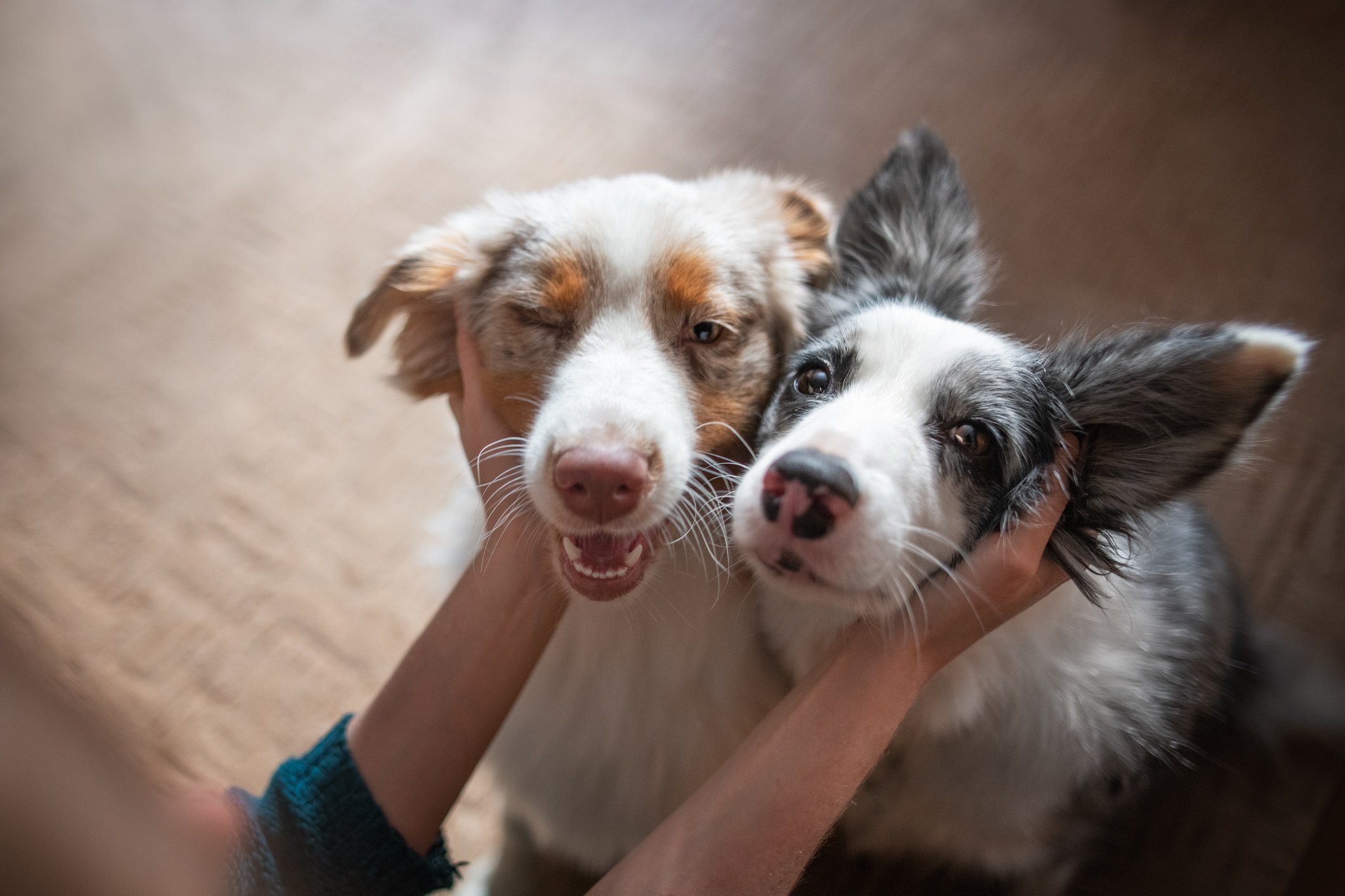 Stroking a pet can activate the release of oxytocin in the brain, which contributes to wellbeing and ability to handle stress, studies have found. Photo: Getty Images
