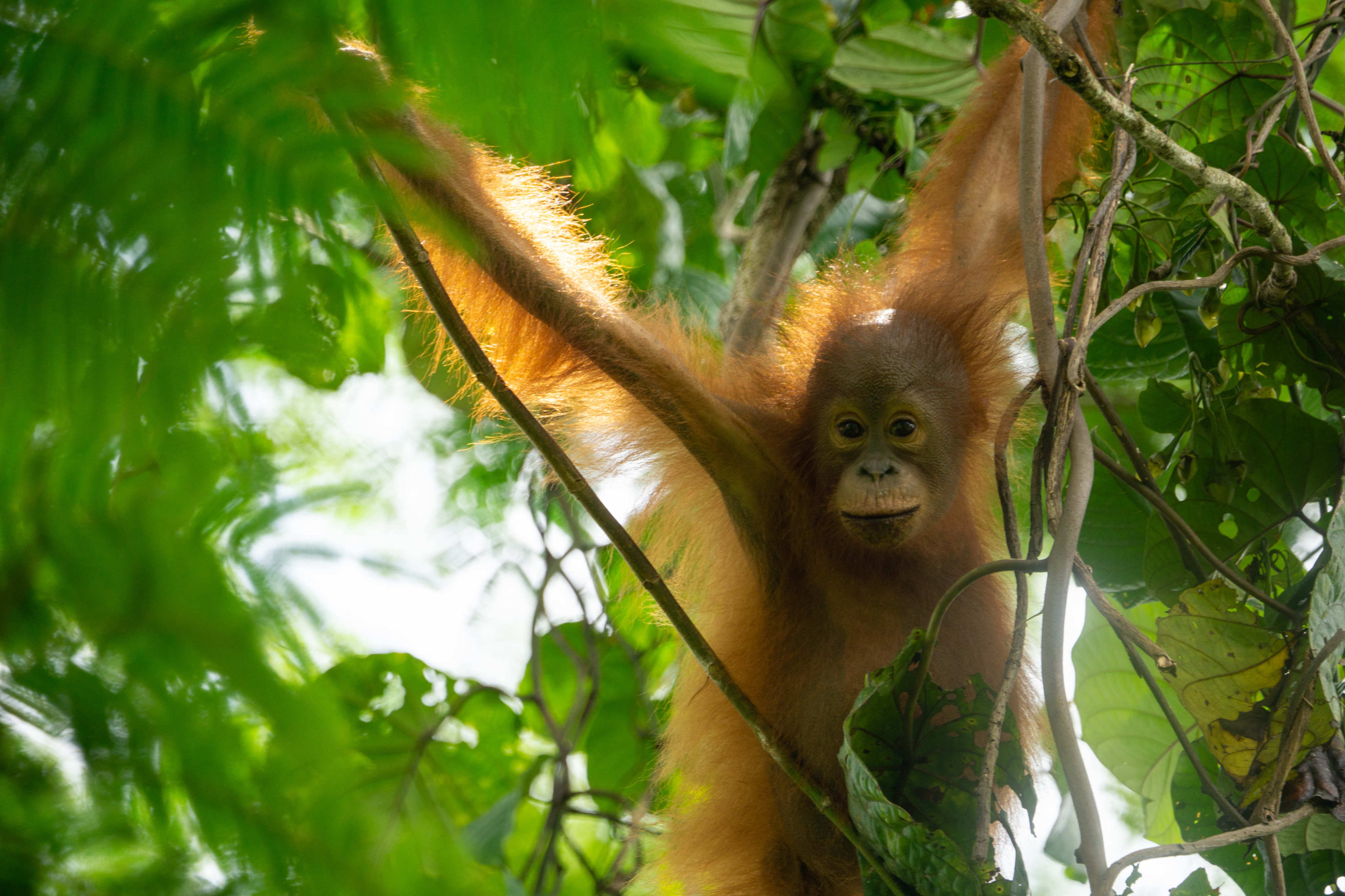 Young orangutan at Bukit Piton Forest Reserve. &#xA;[FEATURES] Photo / courtesy of Simon Werren