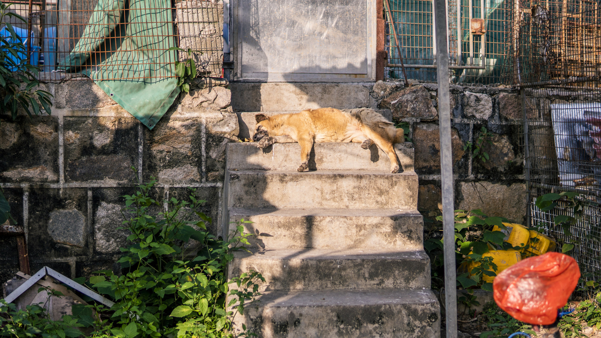 A village dog sleeps on the footsteps of a house in Lei Yue Mun village in Hong Kong. Photo: Getty Images / iStockphoto
