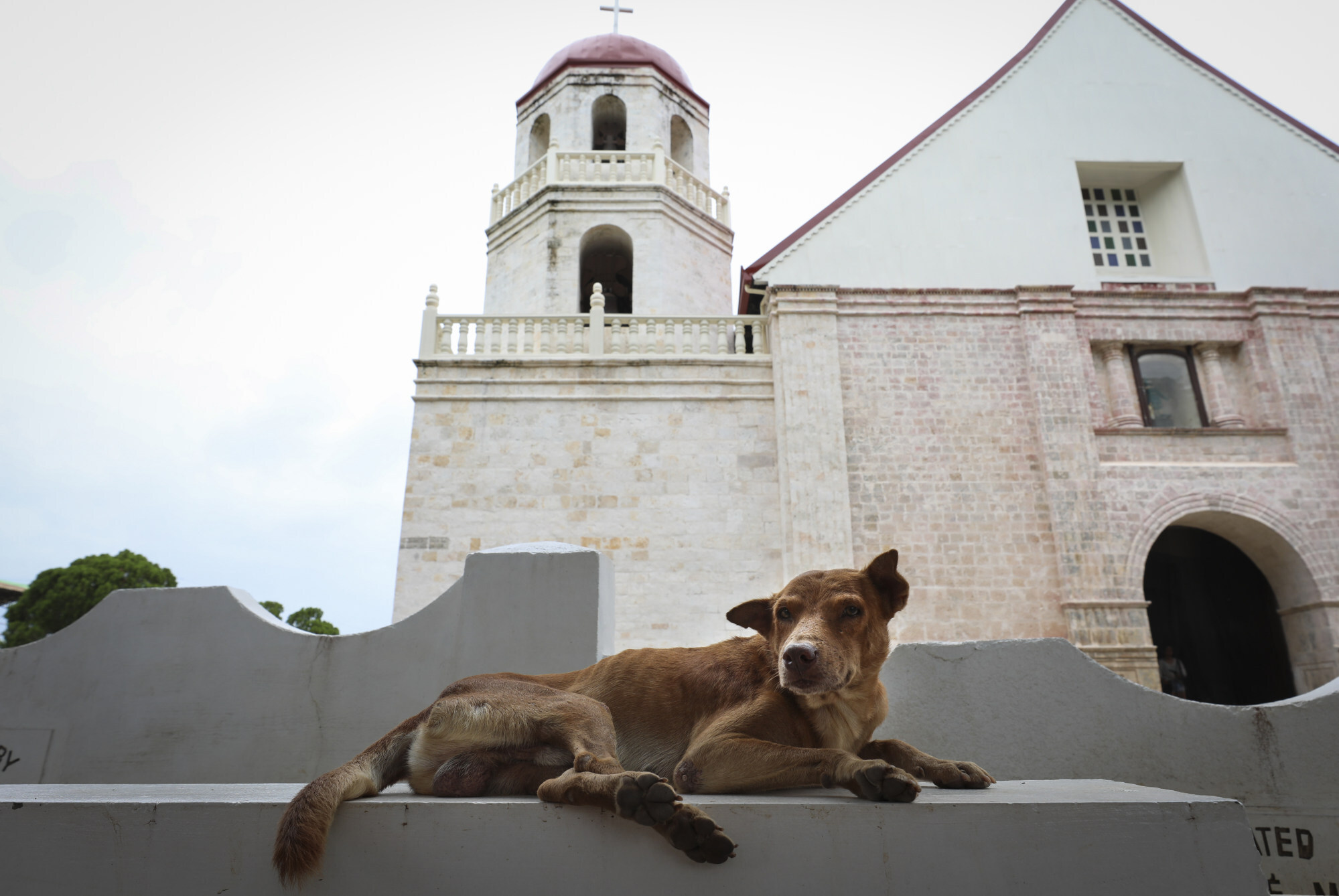 East Asian village dogs are some of the most genetically diverse dogs in the world, according to US-based canine genetics start-up Embark. Photo: James Wendlinger