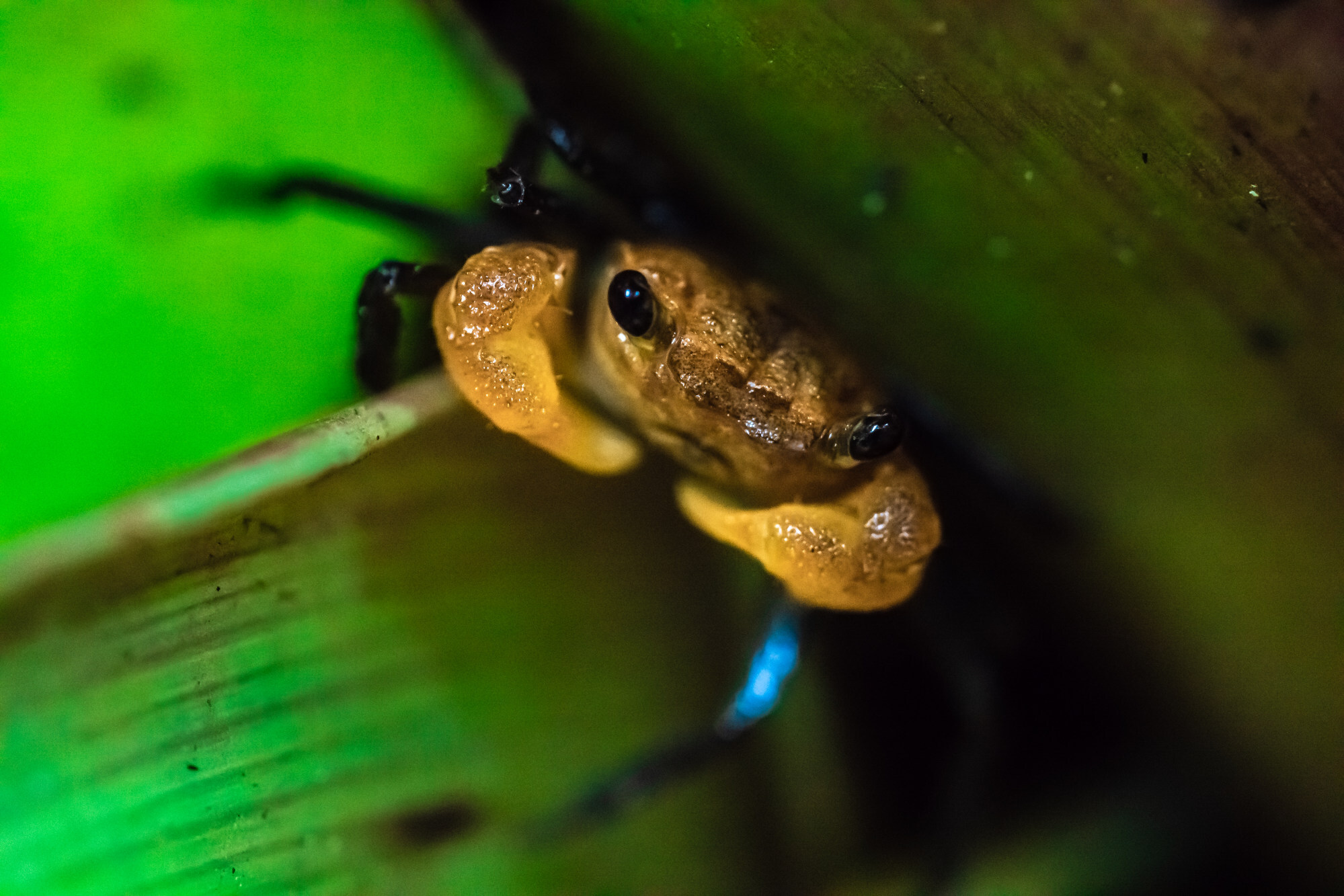 Geosesarma faustum, the vampire crab, is a newly discovered species in the Penang Hill Biosphere Reserve.