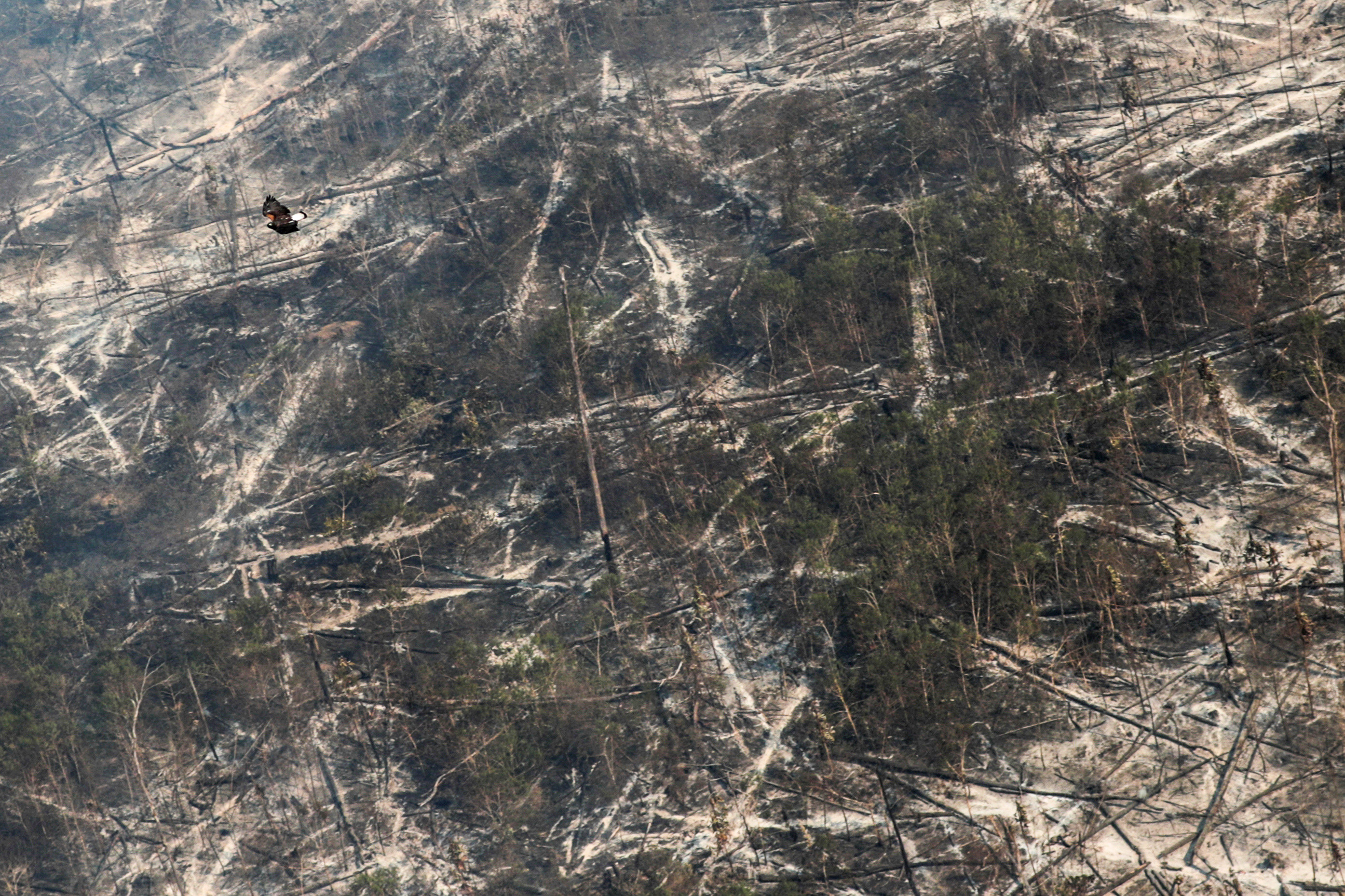 A hawk flies over a tract of burnt Amazon jungle near Porto Velho, Rondonia, Brazil in August 2020. The financial burden of conserving the  forests of Indonesia, Central Africa and the Amazon should not be placed on their populations who are most vulnerable to climate change. Photo: Reuters