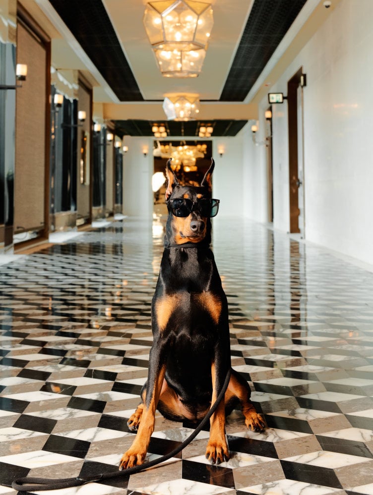 12 Best Pet-Friendly Hotels in Hong Kong for a “Paw-some” Staycation -  Klook Travel Blog