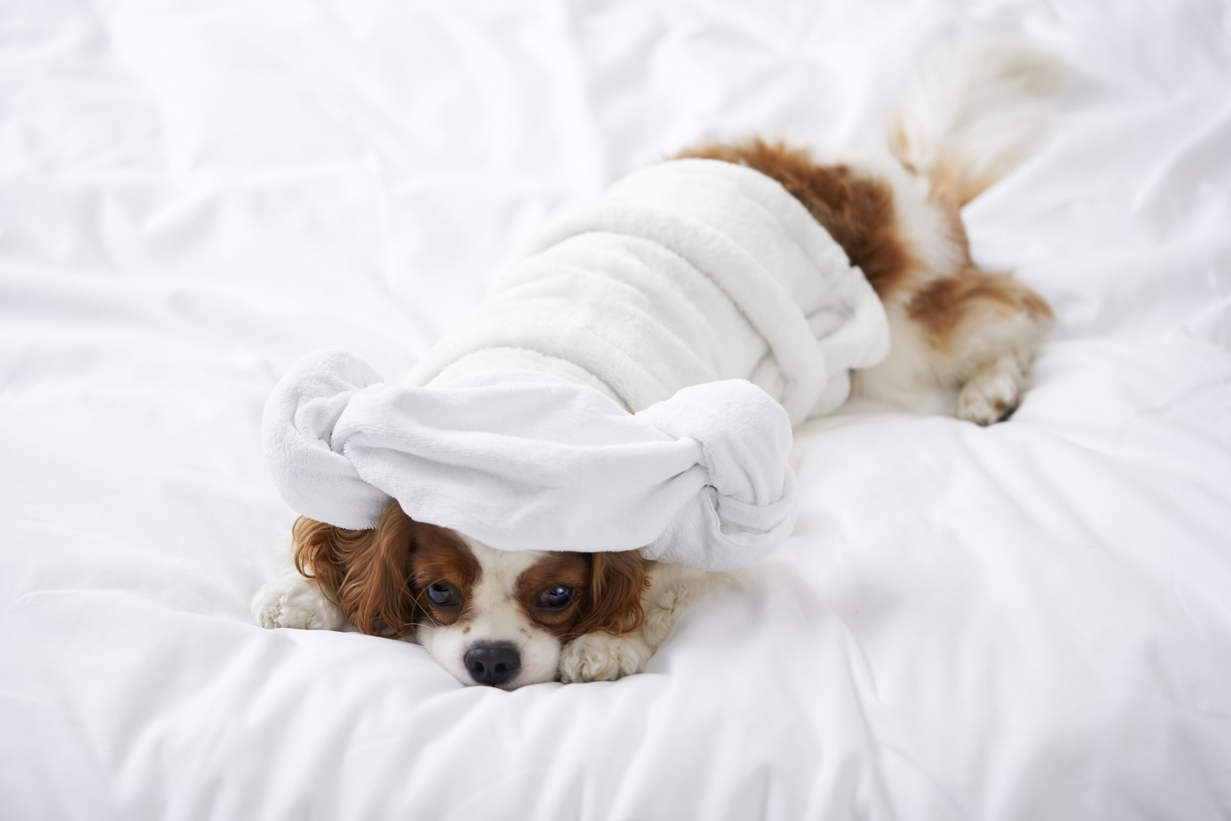 Looking to take your pet on a Hong Kong staycation with you? Check out The Murray Hong Kong’s Pawsome Staycation – plus 4 more pet-friendly packages. Photo: The Murray