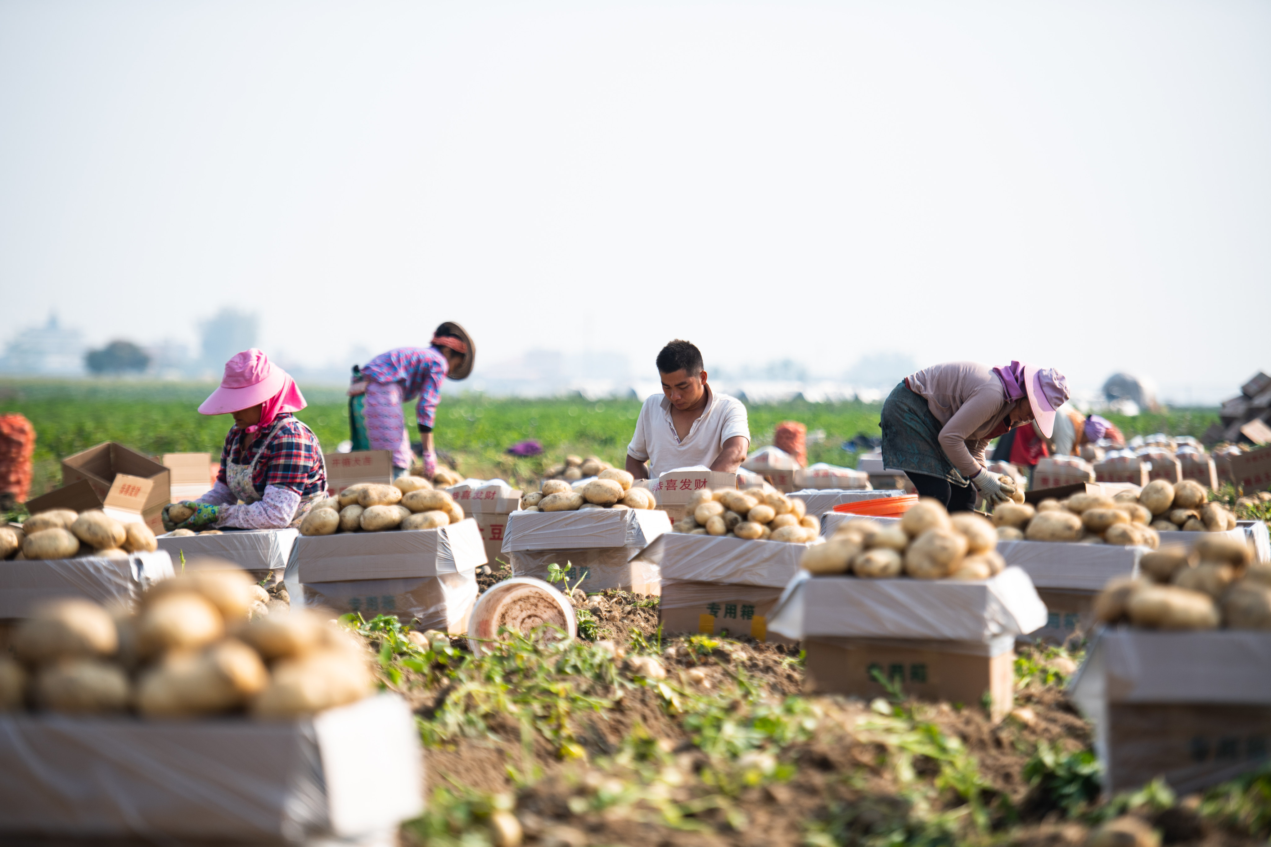 Farmers sort out freshly harvested potatoes in a field in Fengping in the Chinese province of Yunnan on March 16. In China, land banking has been primarily used by local governments to expropriate rural land that is still being productively used for agriculture. Photo: Xinhua 