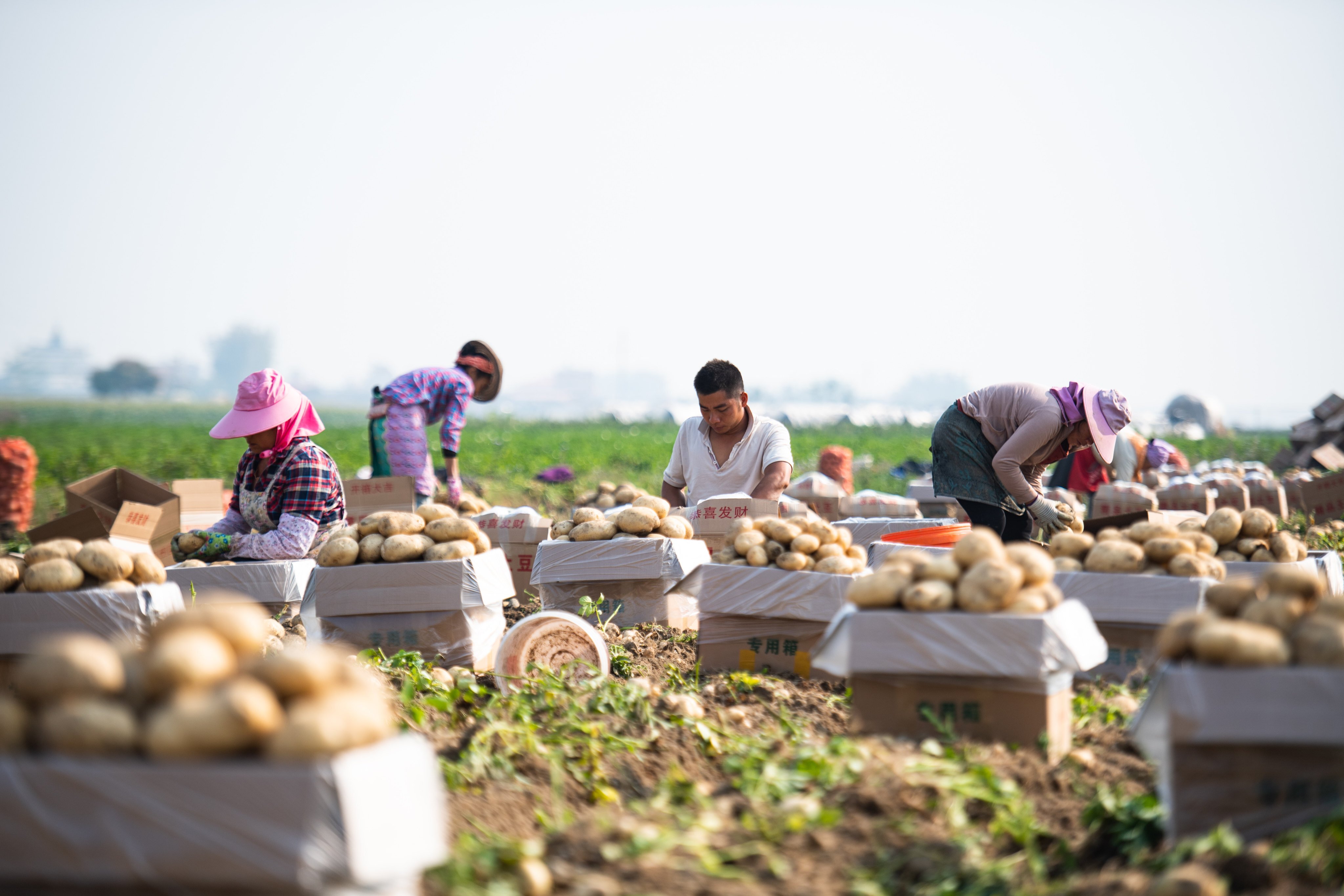 Farmers sort out freshly harvested potatoes in a field in Fengping in the Chinese province of Yunnan on March 16. In China, land banking has been primarily used by local governments to expropriate rural land that is still being productively used for agriculture. Photo: Xinhua