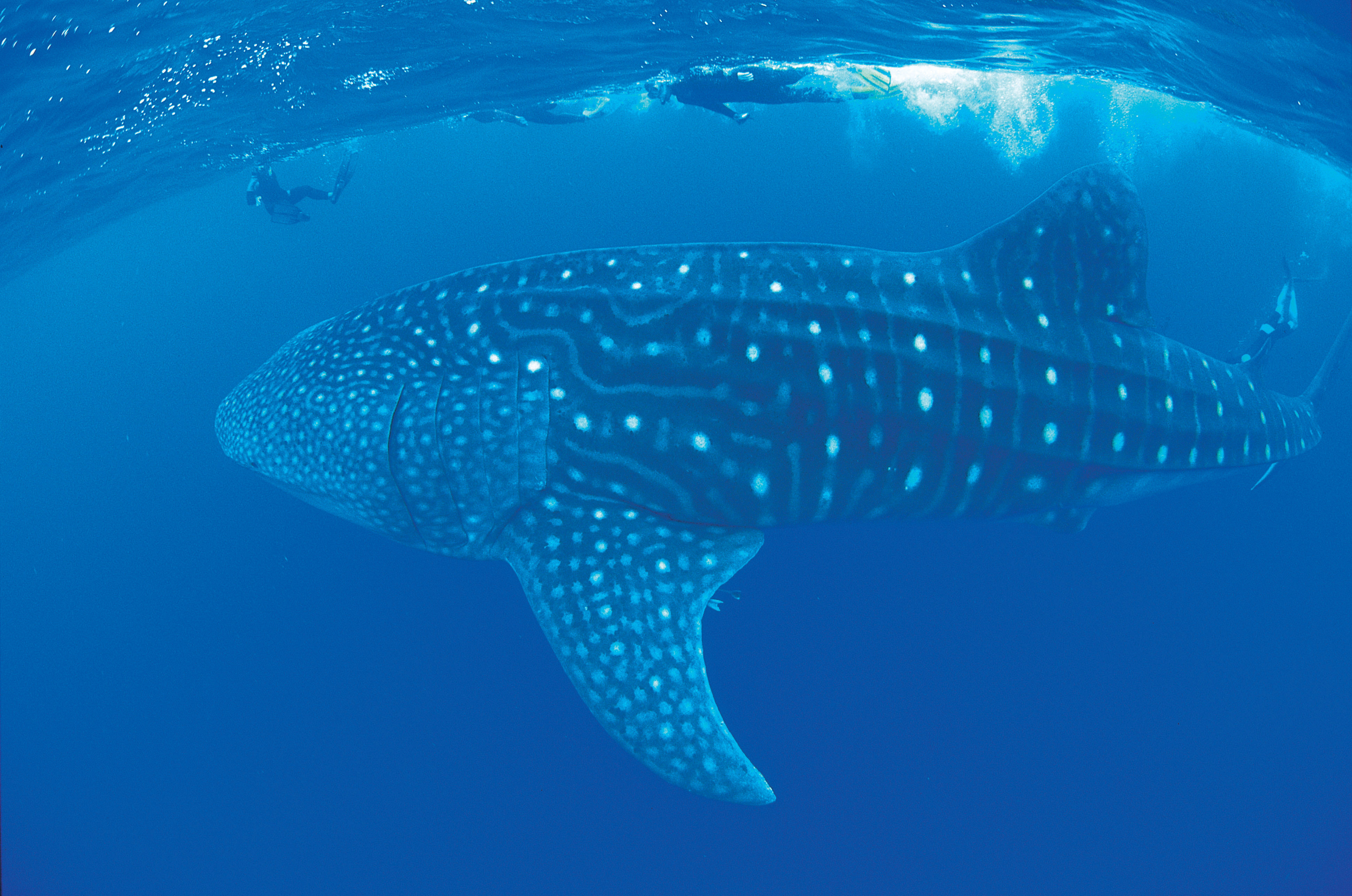 A whale shark with divers in the Ningaloo Marine Park. Photo: Tourism Western Australia