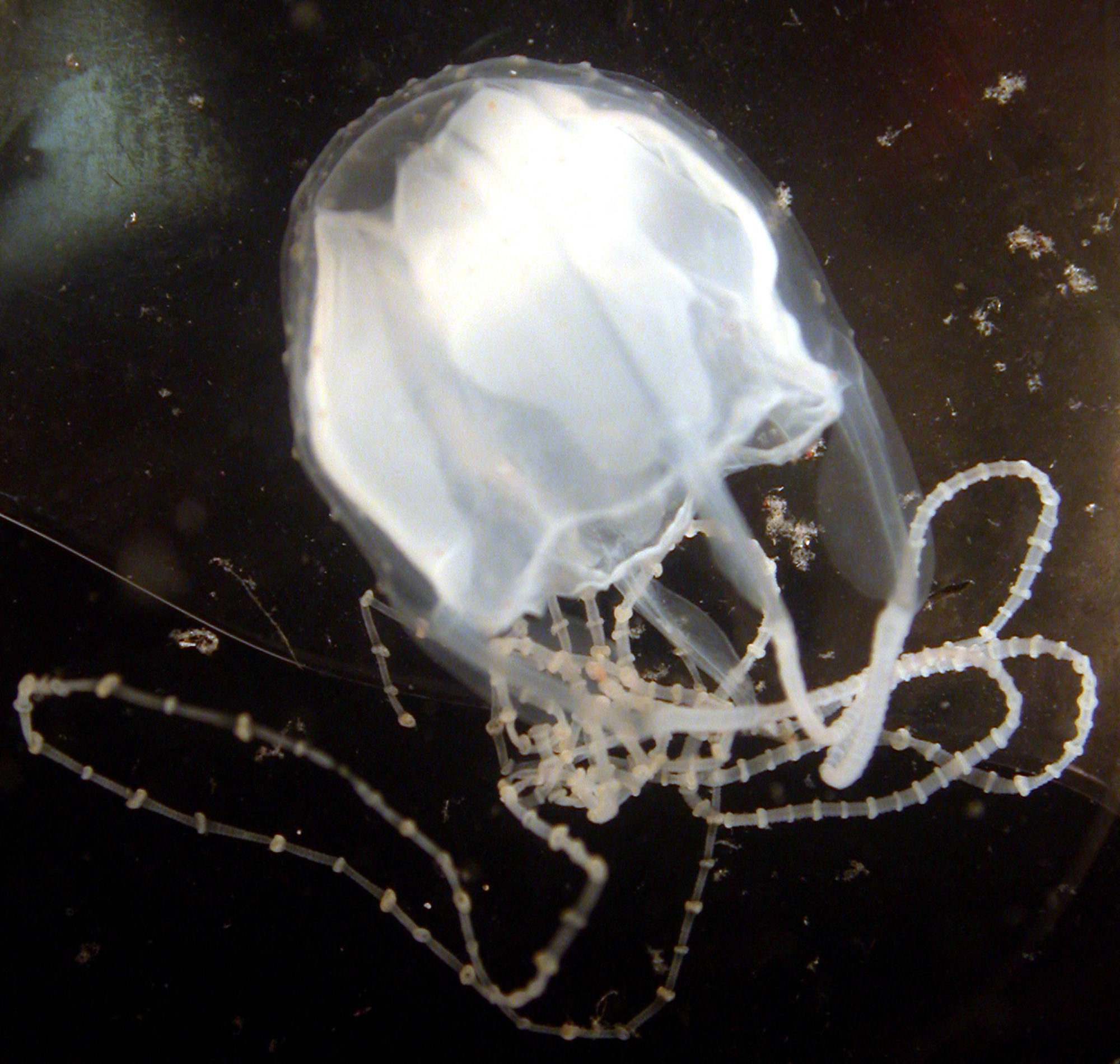 Irukandji are a group of poisonous jellyfish species, occasionally found on Ningaloo Reef. Photo: Lisa-Ann Gershwin/ AFP