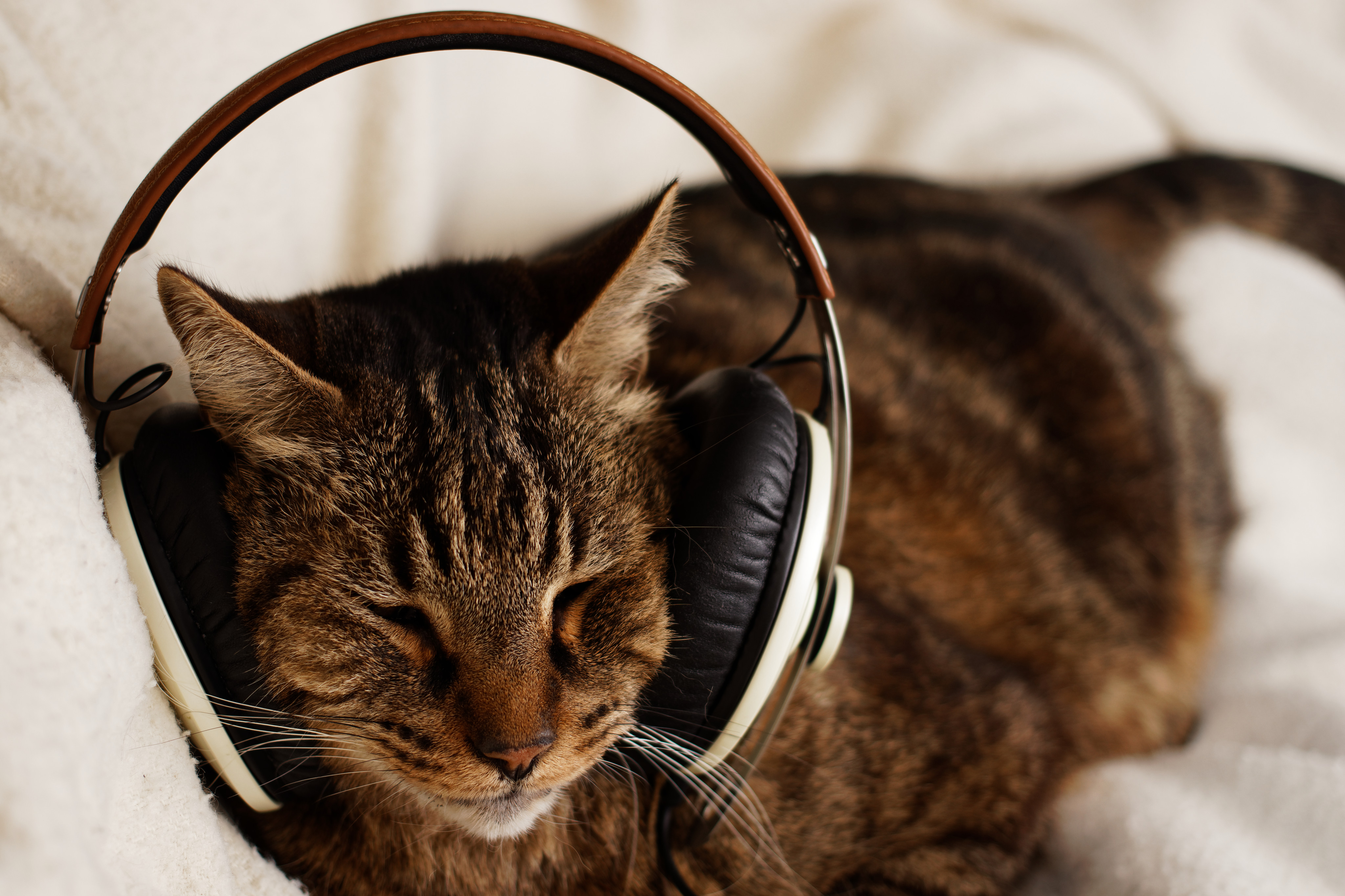 This week’s listening exercise is about three cats who are up for adoption. Photo: Shutterstock 
