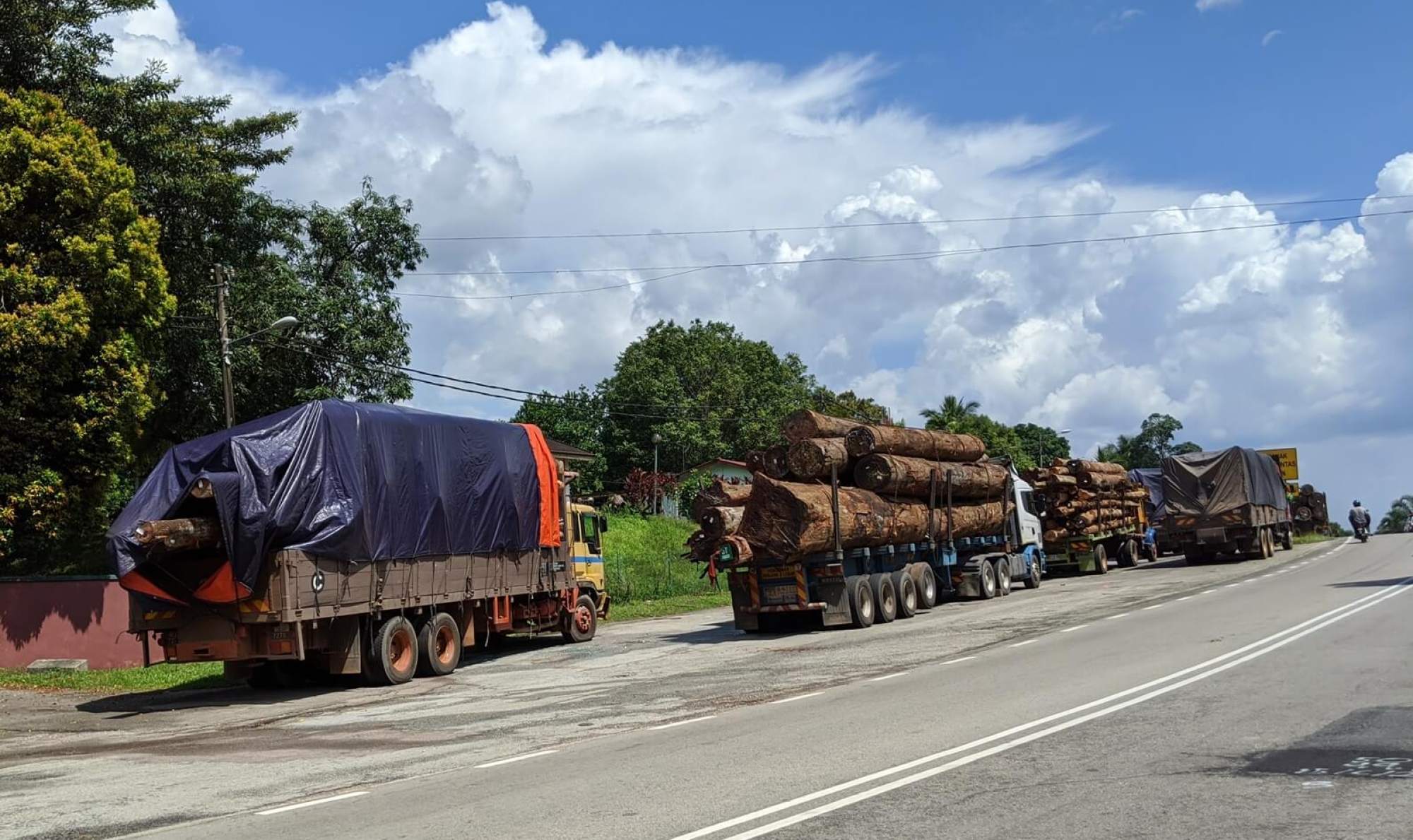 Logging trucks in Mersing District, Johor. Photo: Yao-Hua Law