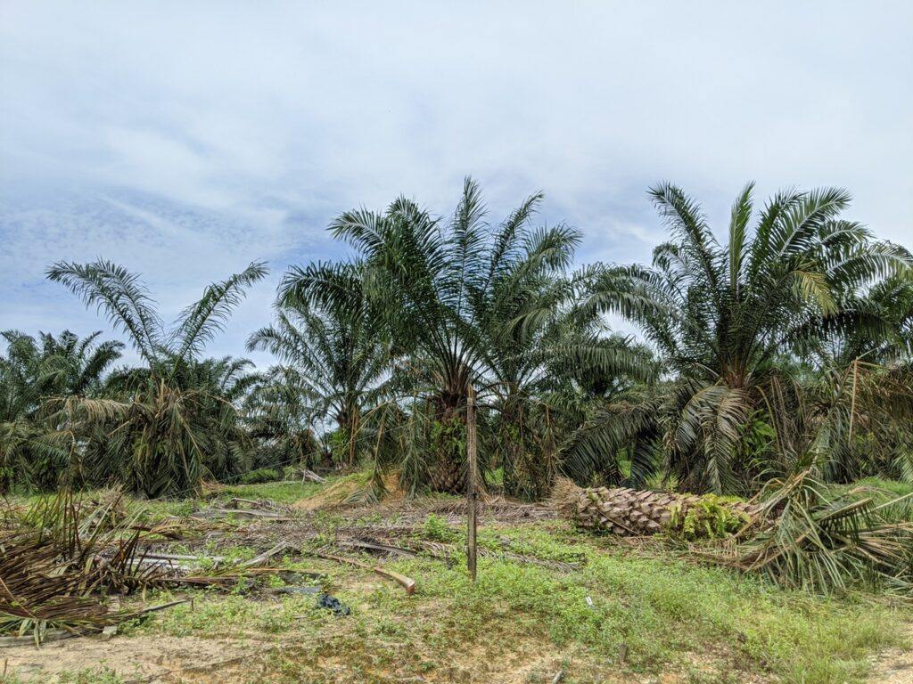Palm oil destroyed by elephants seen in Johor, Malaysia, in December 2000. Photo: Yao-Hua Law