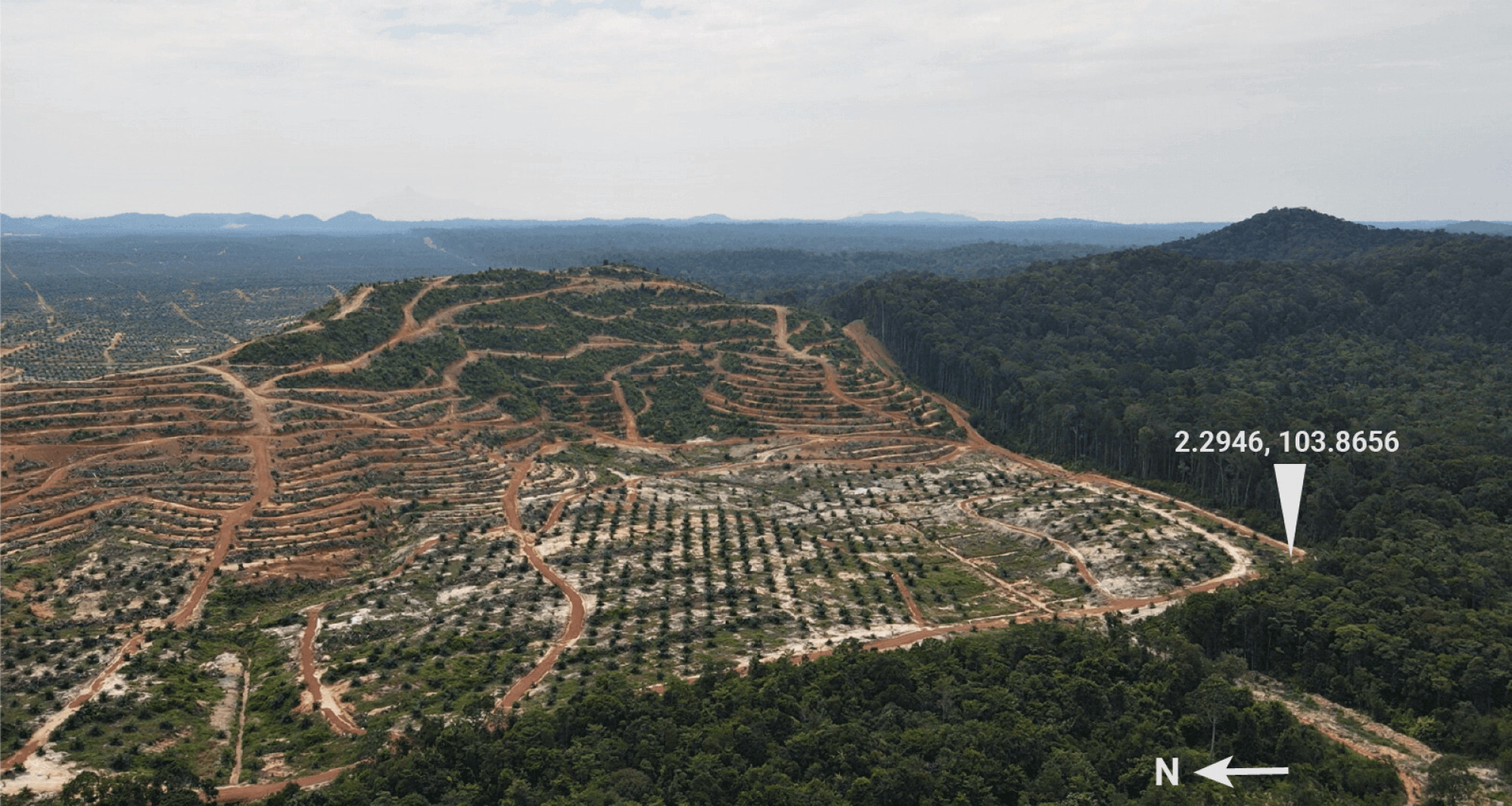 A 2,190-hectare oil palm plantation developed by AA Sawit in part of the excised Jemaluang forest reserve in Johor, Malaysia. Photo: IMR Kreatif