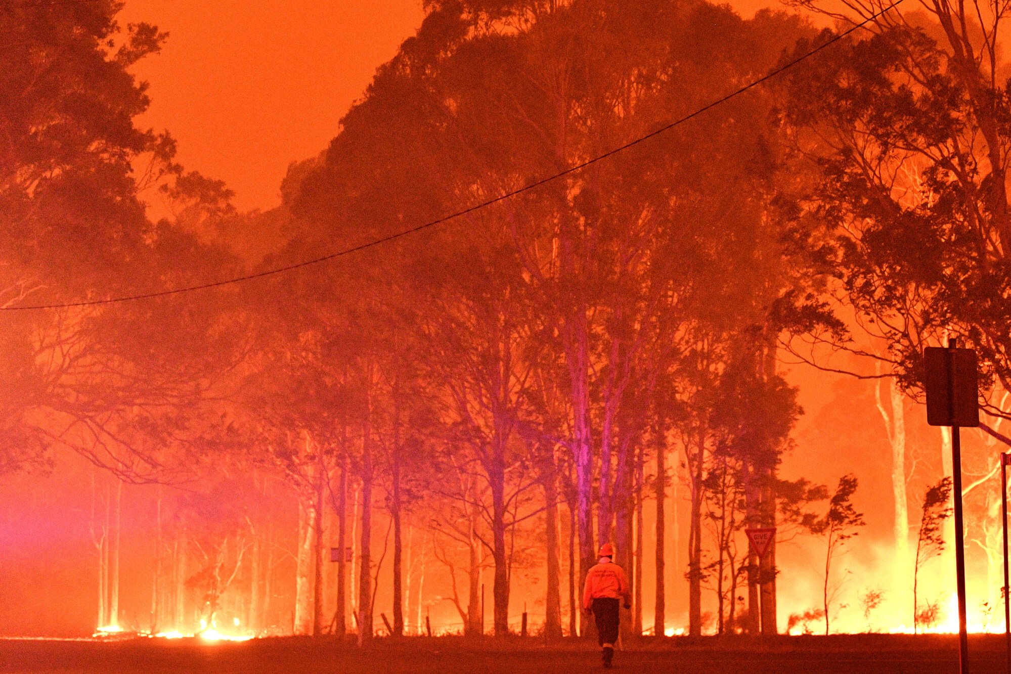 Trees burn as bushfires rage in New South Wales on December 31, 2019. Photo: AFP