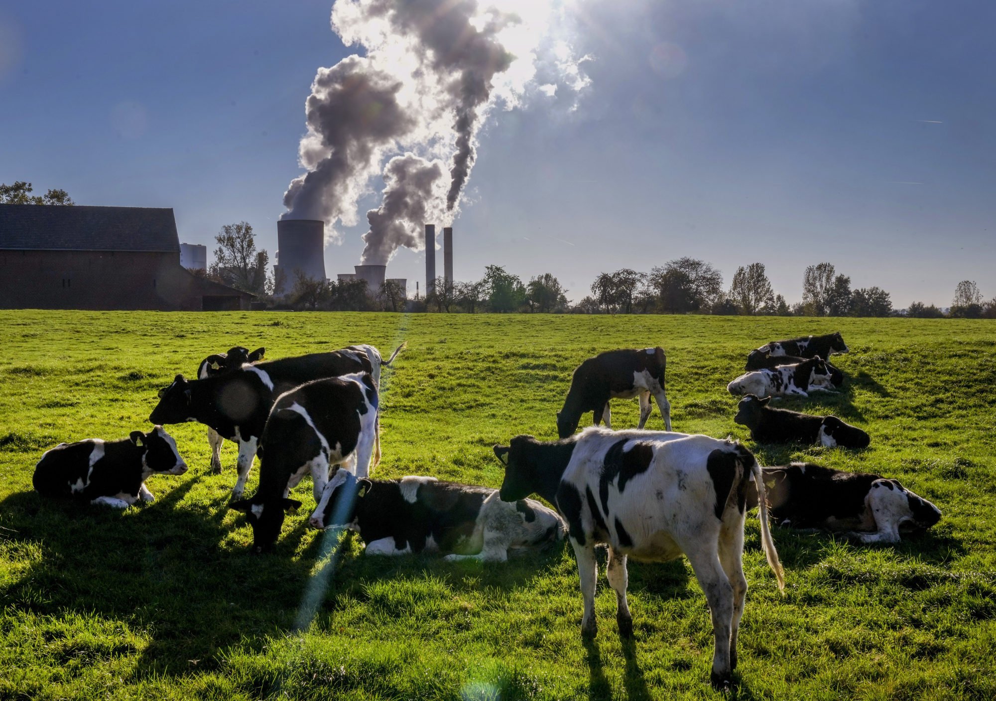 Cows near a coal-fired power station in Niederaussem, Germany. Photo: AP