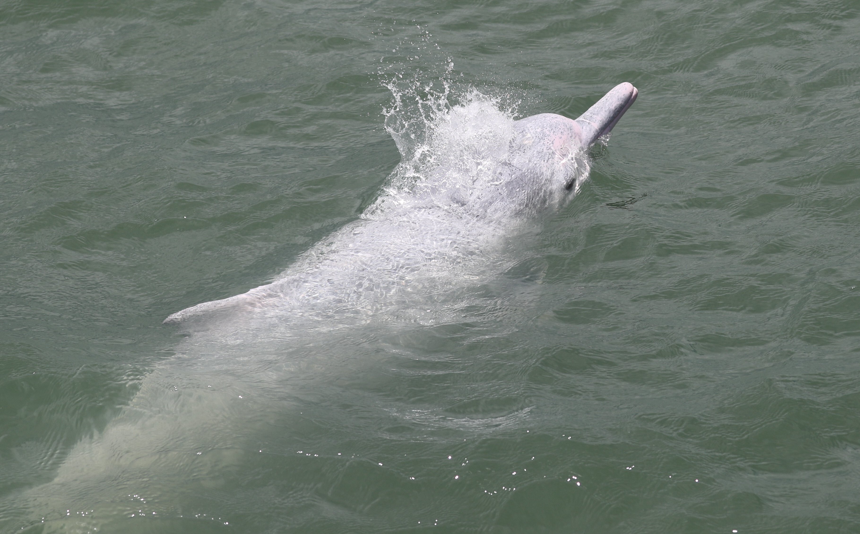 A Chinese white dolphin is seen at South Lantau Marine Park. This is Hong Kong’s sixth marine park, designated last year for better conservation of the Chinese white dolphin and its habitat. Photo: Sam Tsang