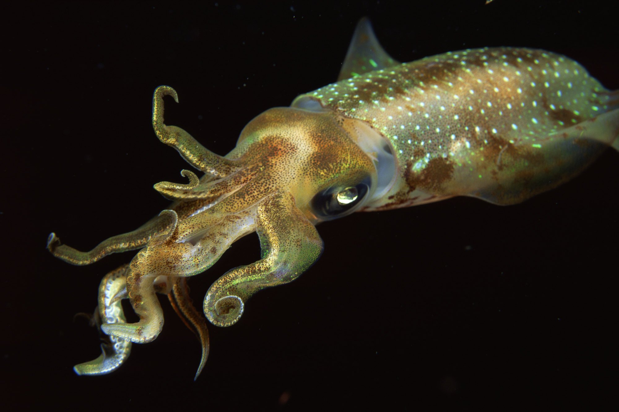 Did You Know: Sepia Toning is Named After the Common Cuttlefish