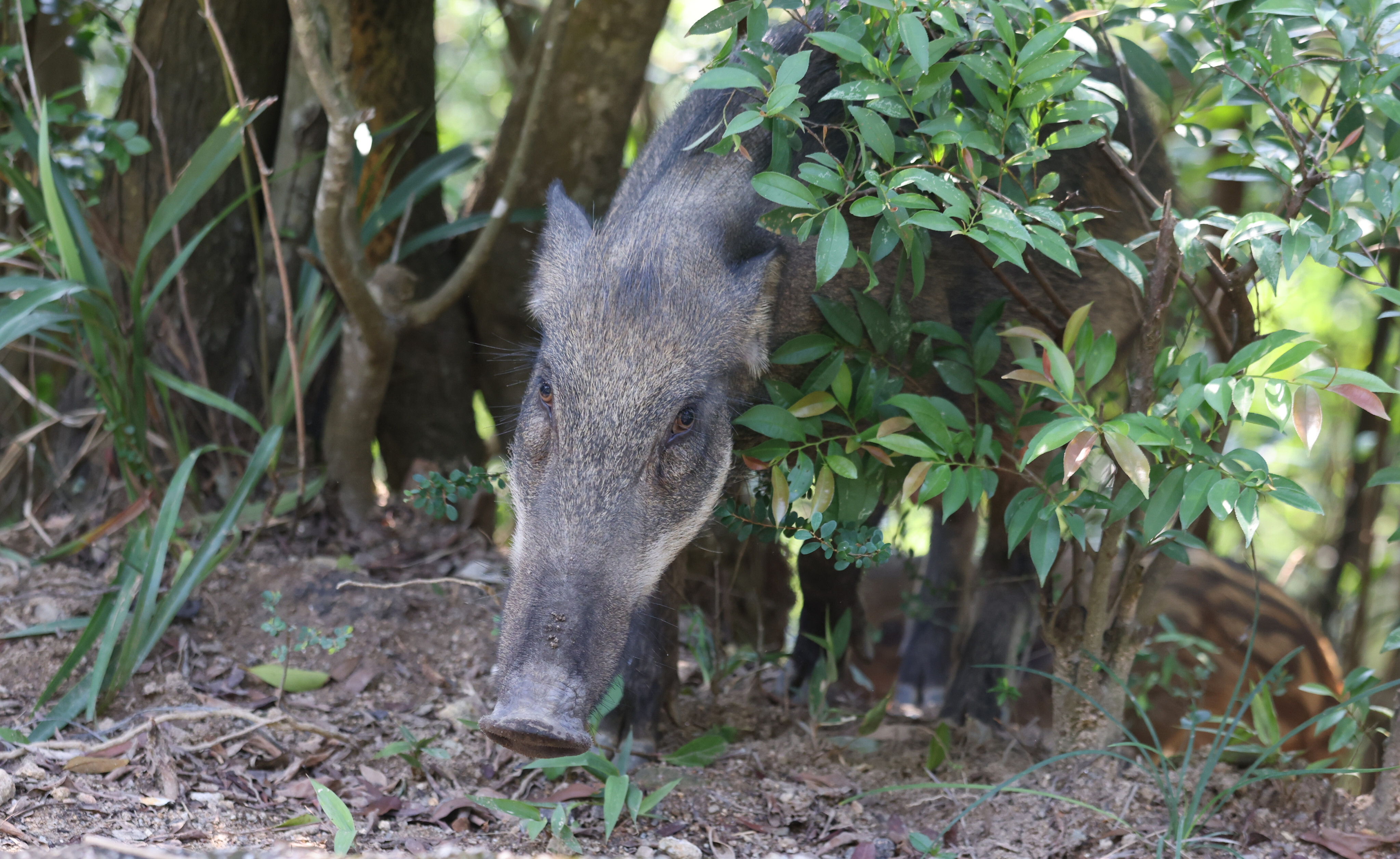 A wild boar noses its way around Mount Parker Road Green Trail in Tai Tam Country Park on July 27. Photo: Nora Tam